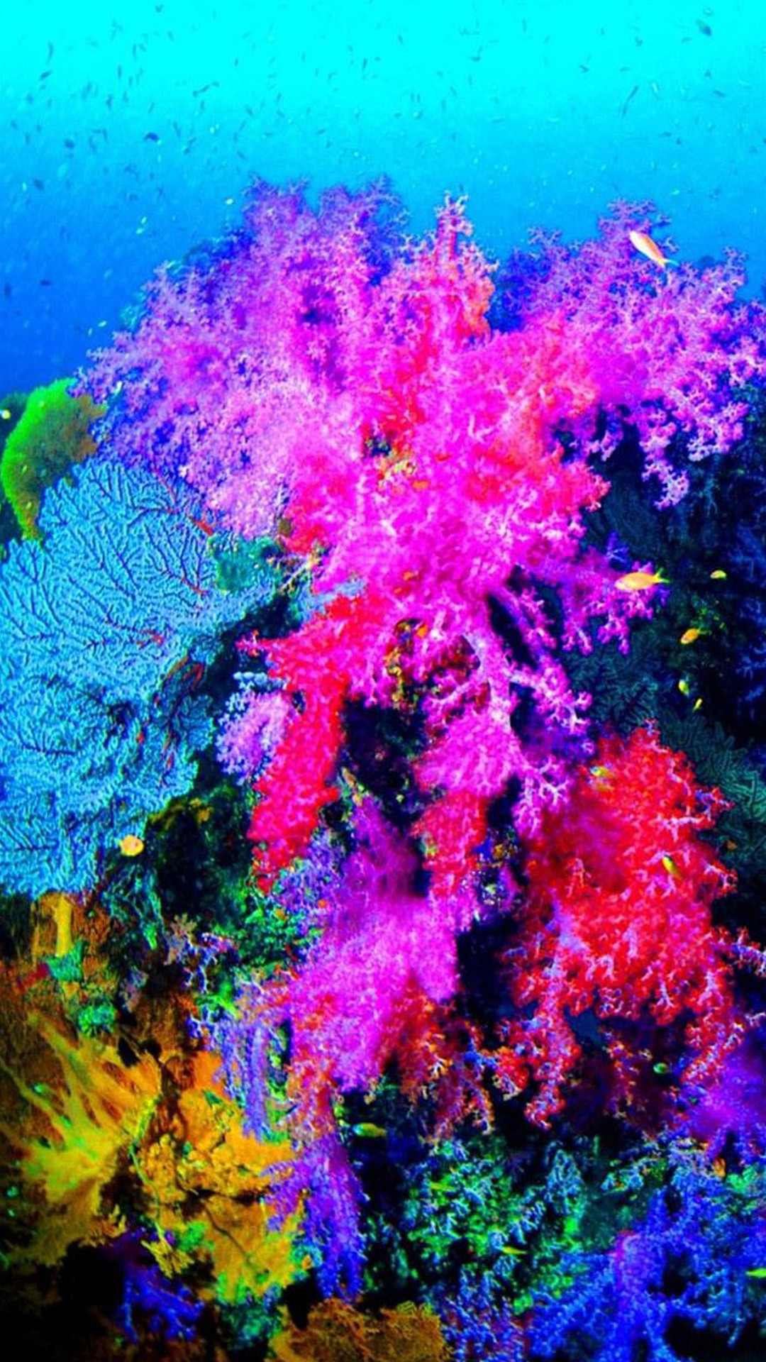 Barriera corallina, Coralli, Sott'acqua, Colori vivaci, sfondo iPhone