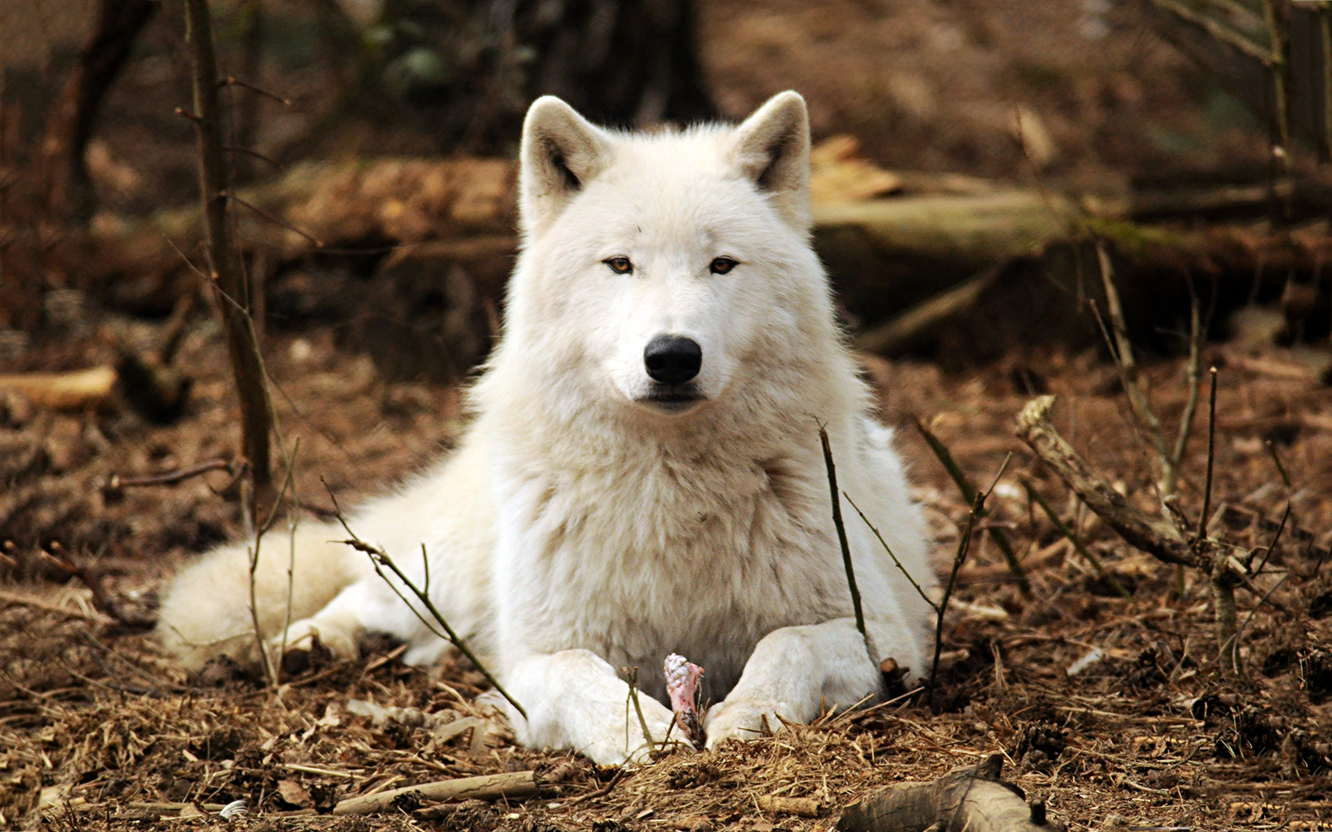 Lupo bianco, Bosco, Autunno, 1920x1200, sfondo MacBook Pro