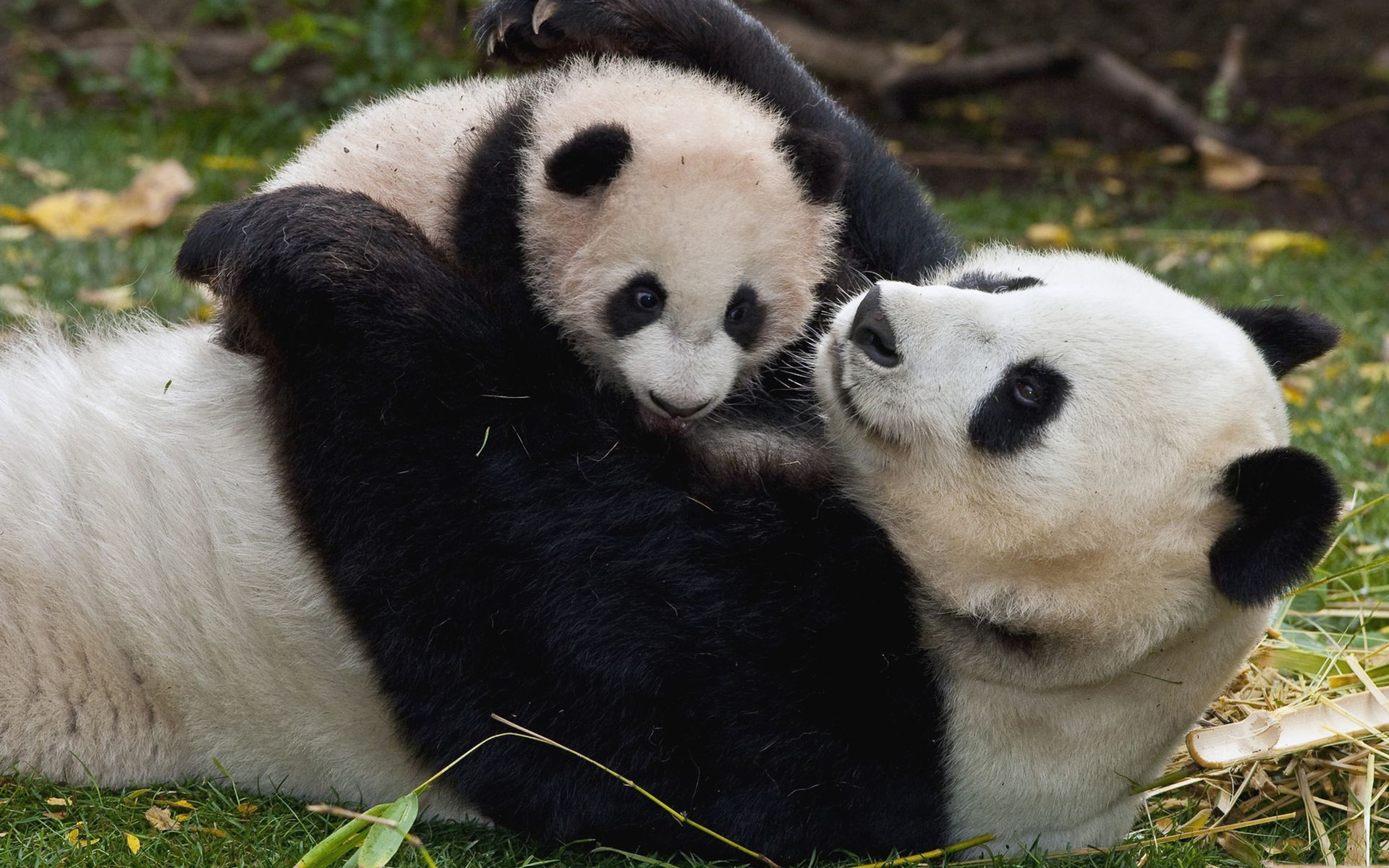 Panda gigante, Cuccioli, Gioco, Famiglia, 1920x1200, sfondo MacBook Pro