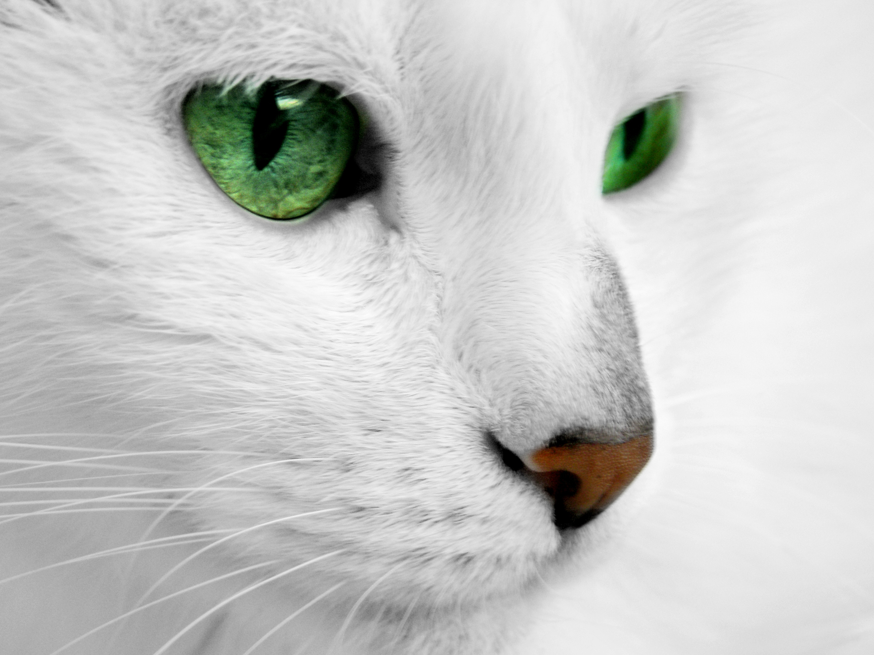 Gatto bianco, Occhi verdi, Primo piano, Colore selettivo, 2K, schermata di blocco iPad