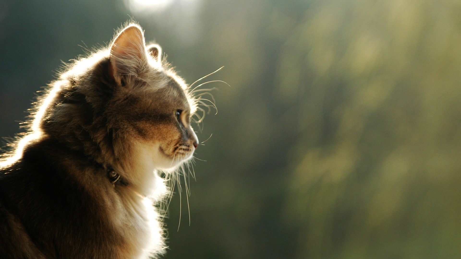 Gatto, Profilo, Controluce, Bokeh, Full HD, sfondo Windows 11