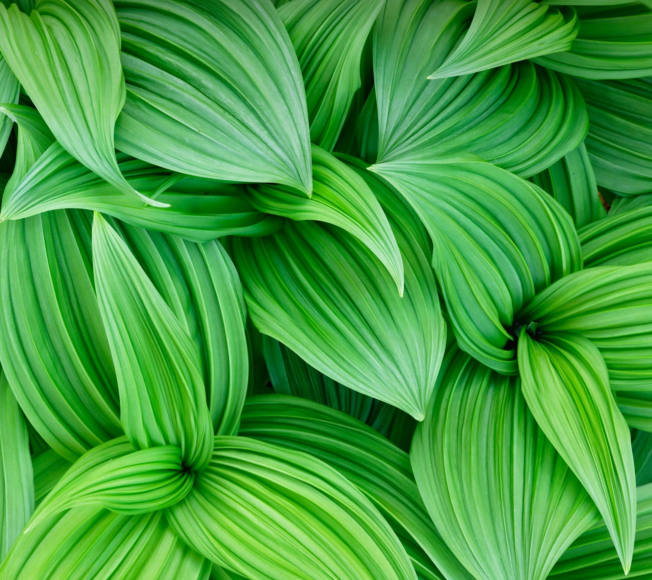 Foglie verdi, Pianta, Verde, Full HD, schermata di blocco LG G2