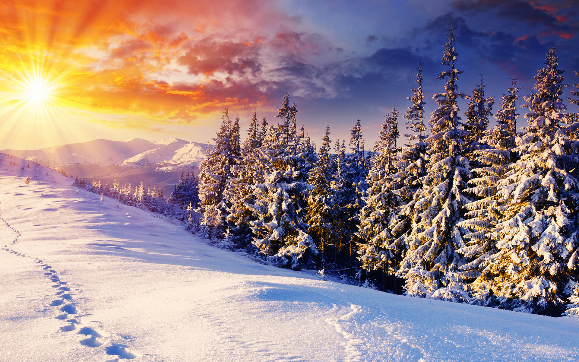 Foresta innevata, Abeti, Tramonto, Neve, 1920x1200, wallpaper desktop