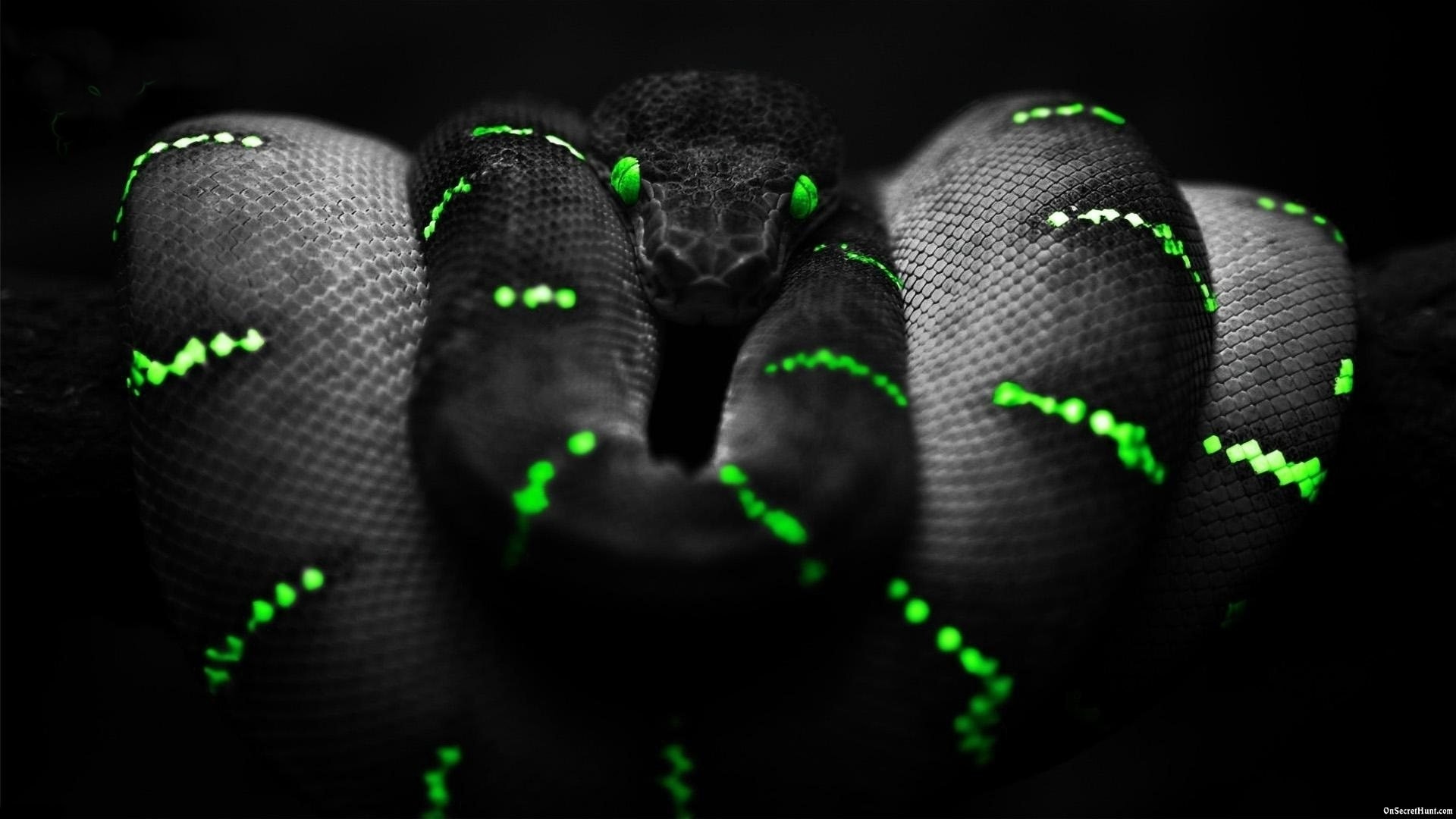 Razer, Serpente, Pitone, Verde neon, 1920x1080, sfondo per PC