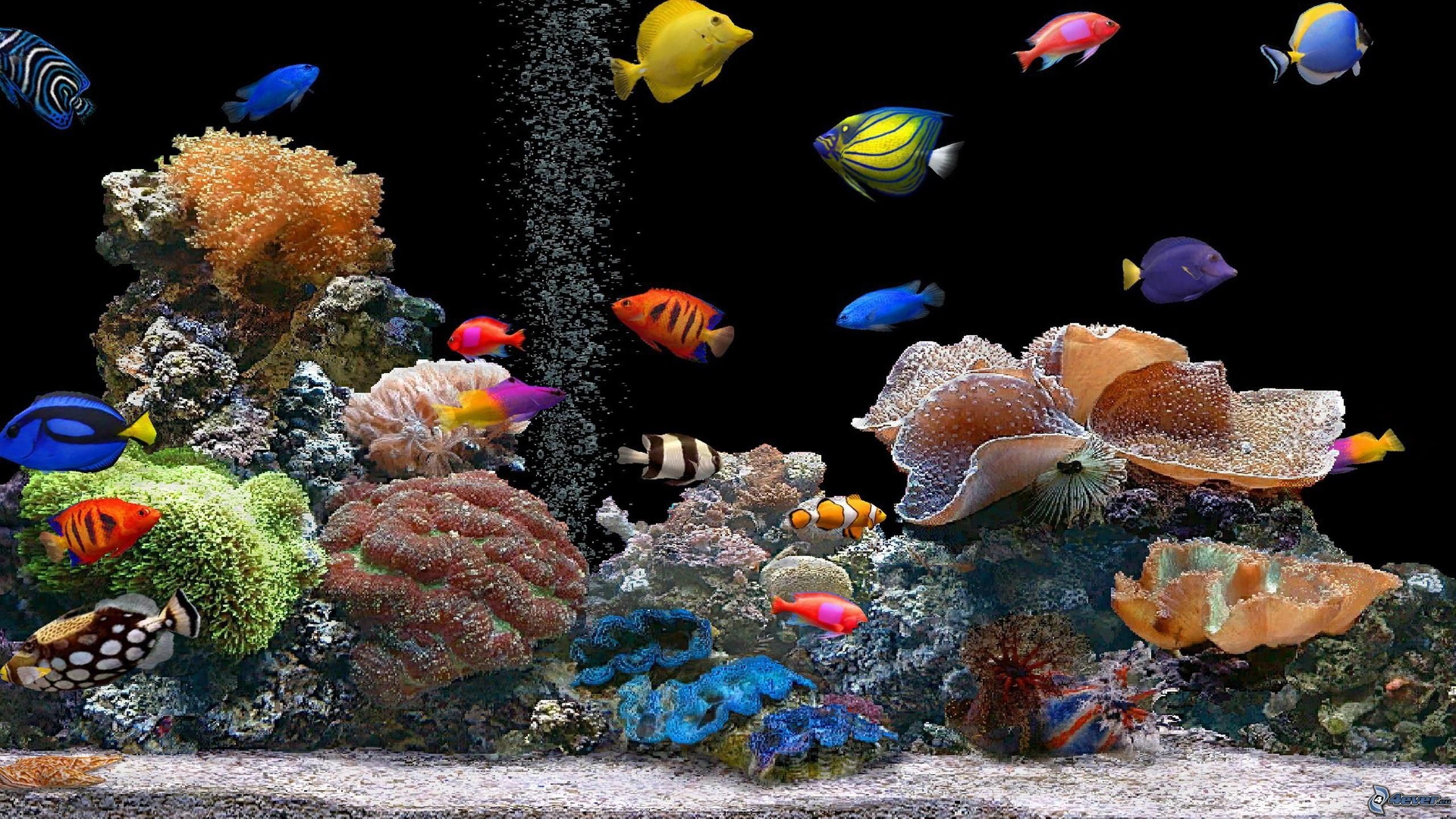 Acquario marino, Pesci tropicali, Coralli, Sfondo nero, 2K, wallpaper desktop