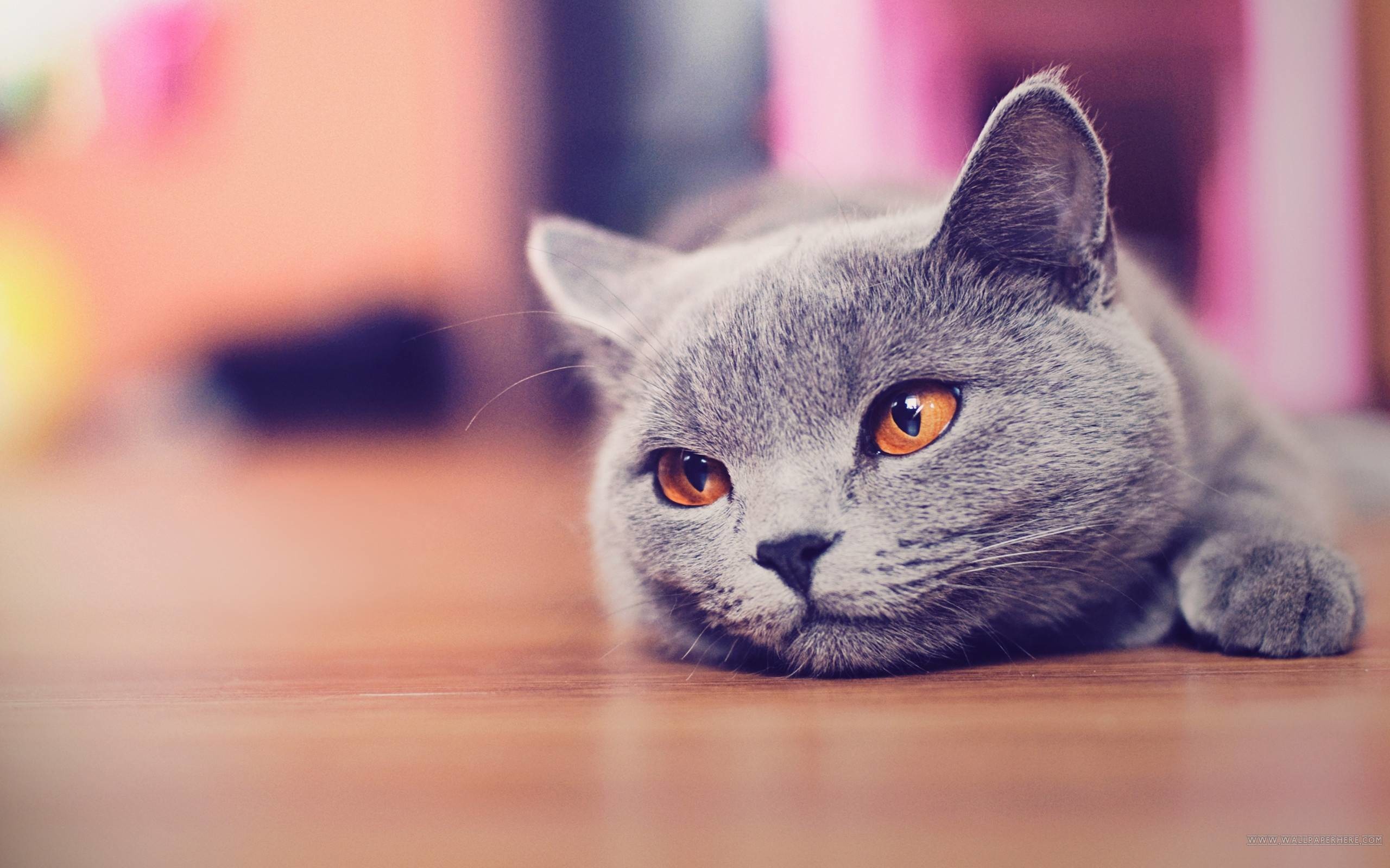 British Shorthair, Gatto grigio, Occhi arancioni, Sdraiato, Bokeh, sfondo desktop 2560x1600