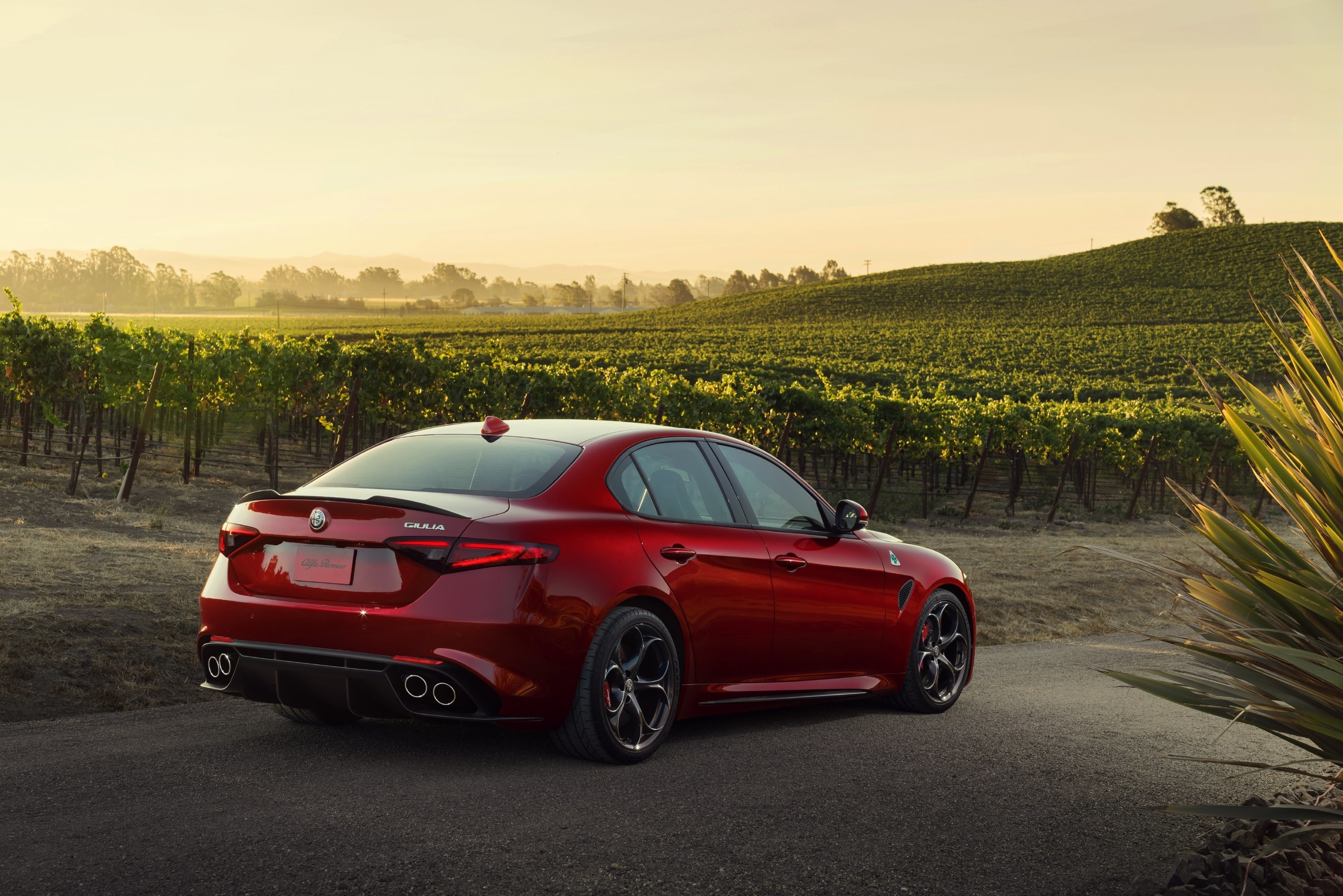 Alfa Romeo Giulia Quadrifoglio, Rosso, Vigneto, Tramonto, 2K, sfondo Windows 11