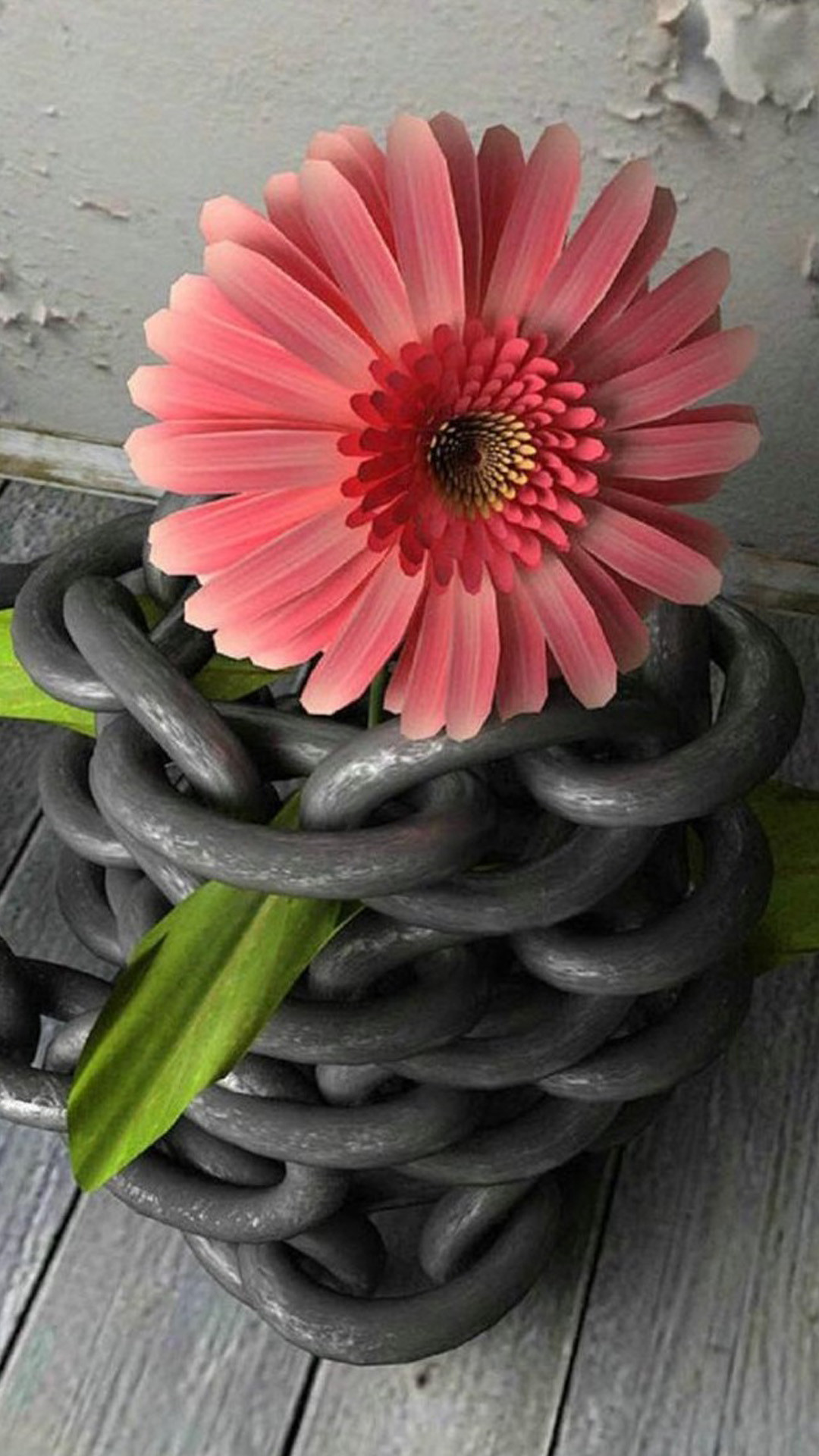 Gerbera, Fiore rosa, Catena, sfondo iPhone