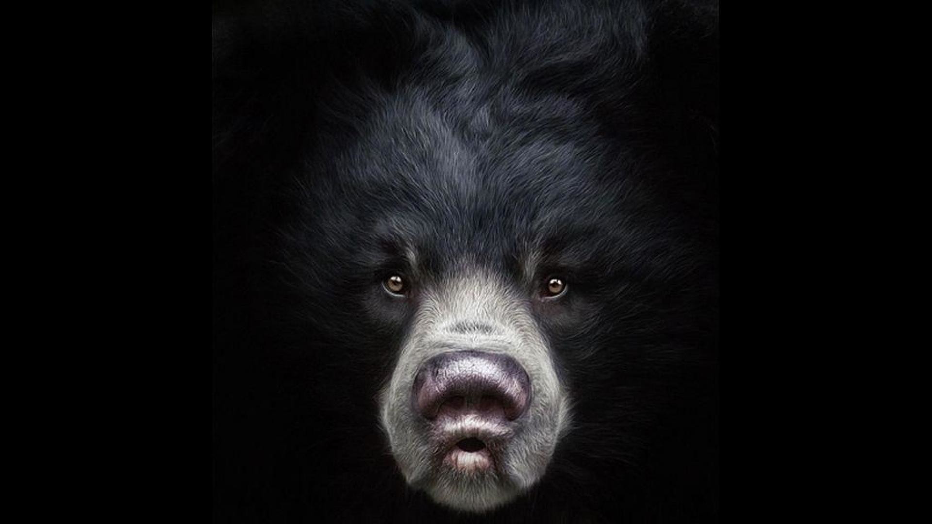 Orso labiato, Sfondo nero, Ritratto, Muso, Full HD, wallpaper desktop