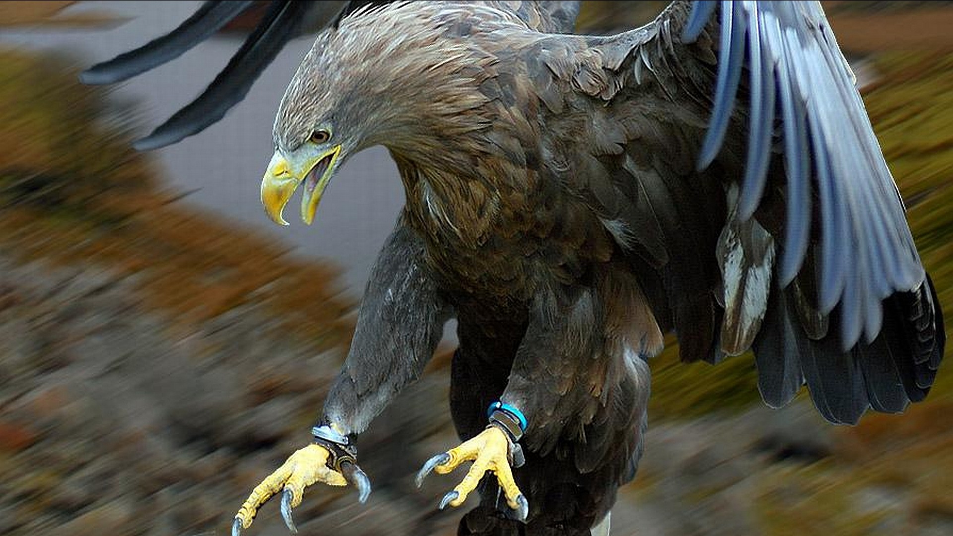 Aquila di mare, Artigli, Primo piano, 1920x1080, wallpaper desktop