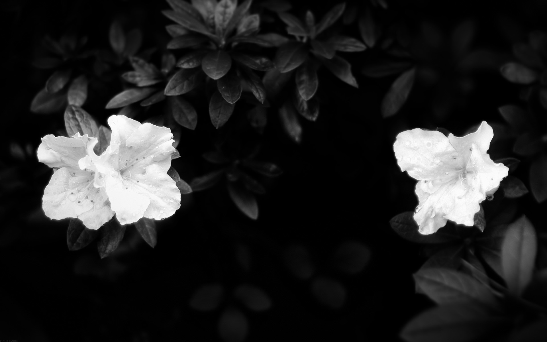 Azalee bianche, Bianco e nero, Fiori, 1920x1200, sfondo per PC