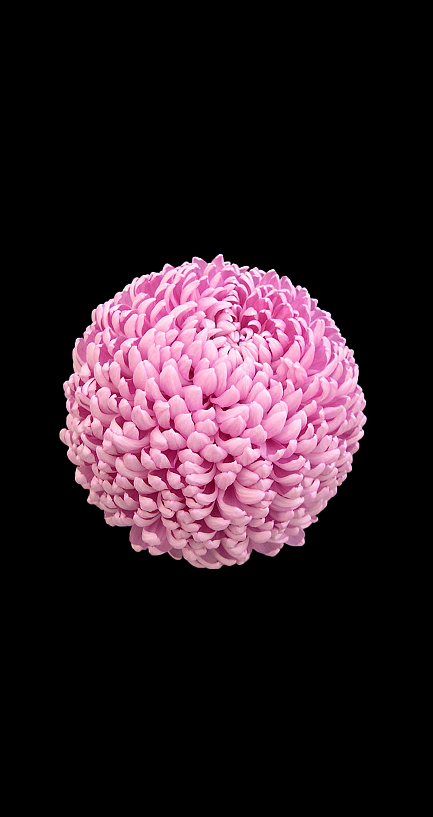 Crisantemo, Fiore rosa, Sfondo nero, iOS 8, Full HD, wallpaper per smartphone