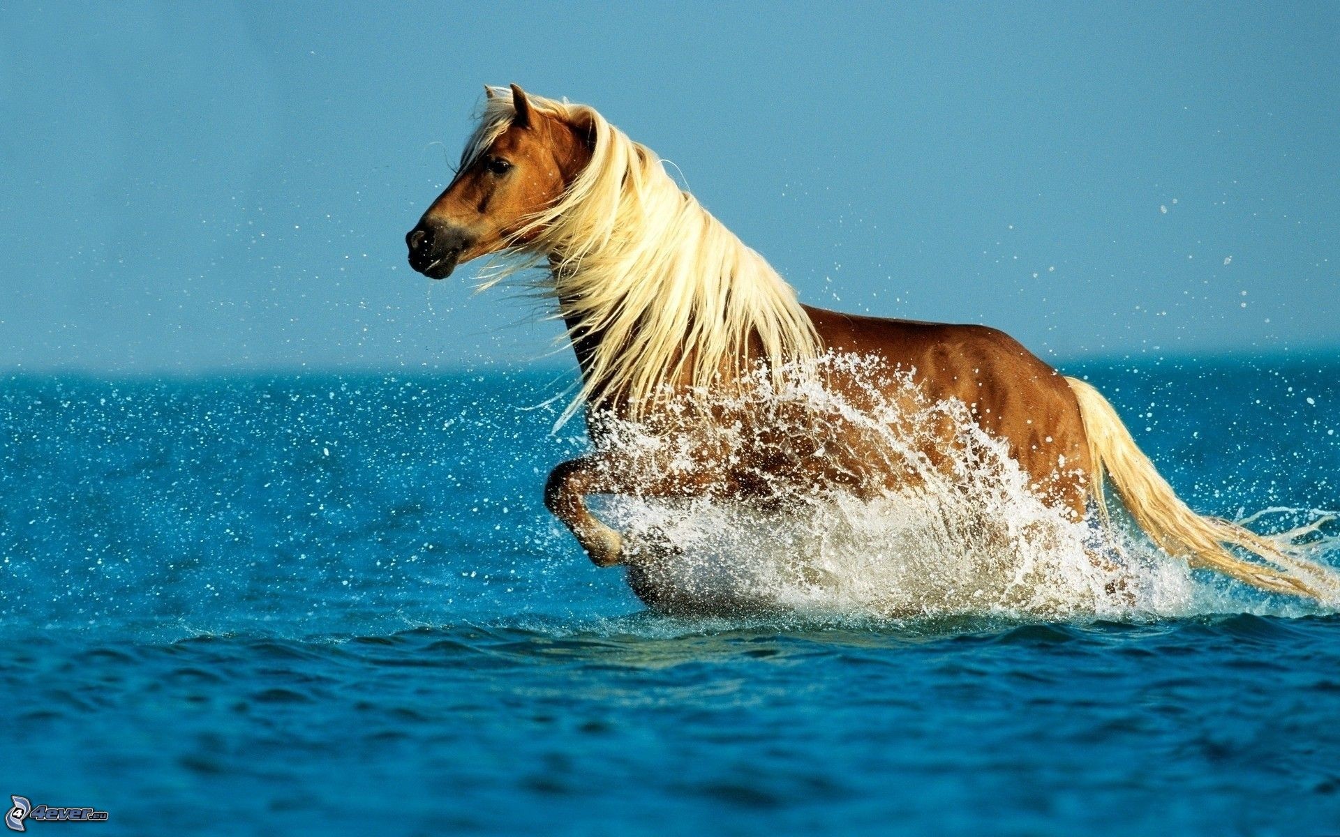Cavallo sauro, Criniera bionda, Acqua, Spruzzi, Full HD, wallpaper per portatile