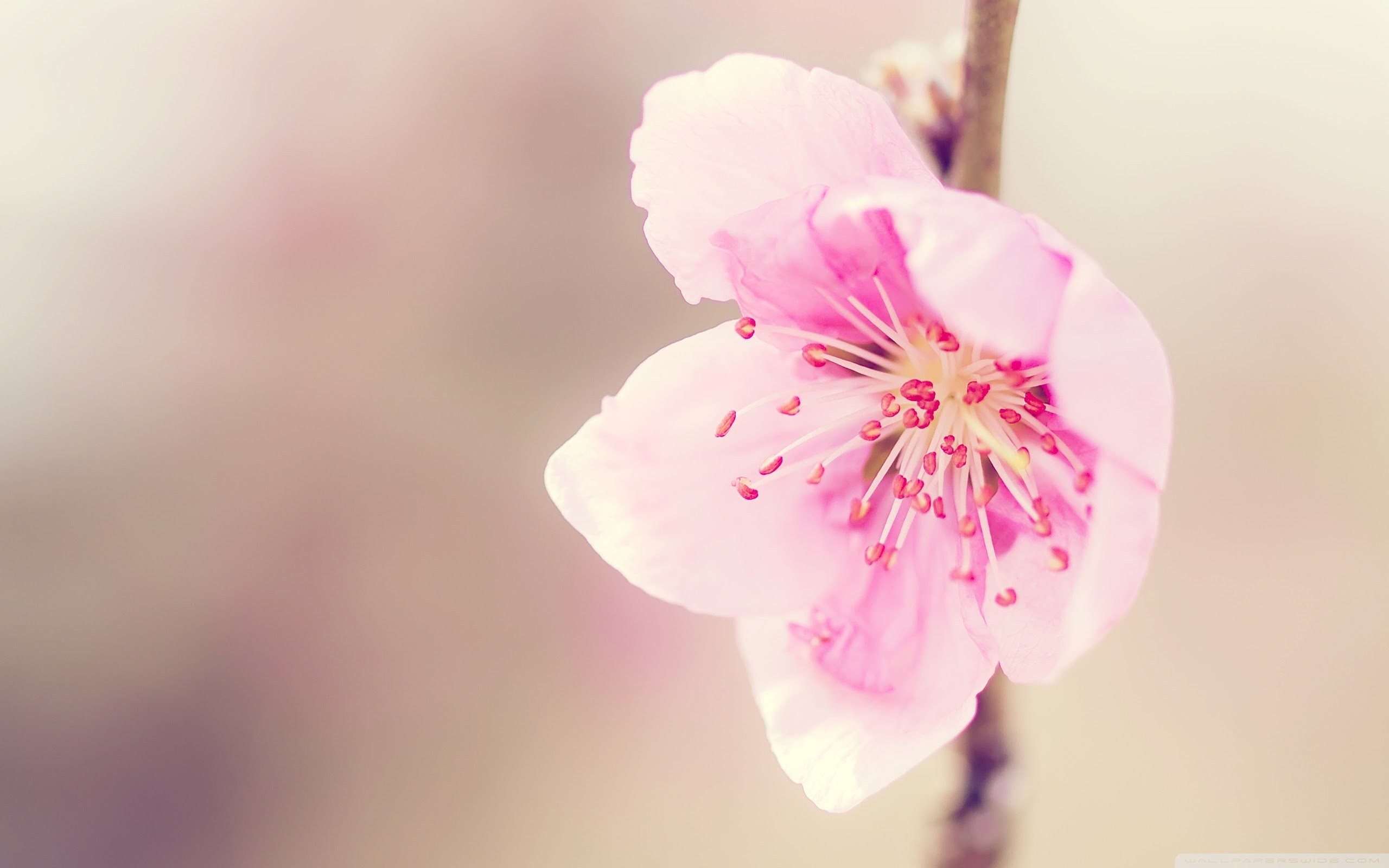 Fiore di pesco, Fiore rosa, Macro, Primavera, 2K, sfondo per portatile