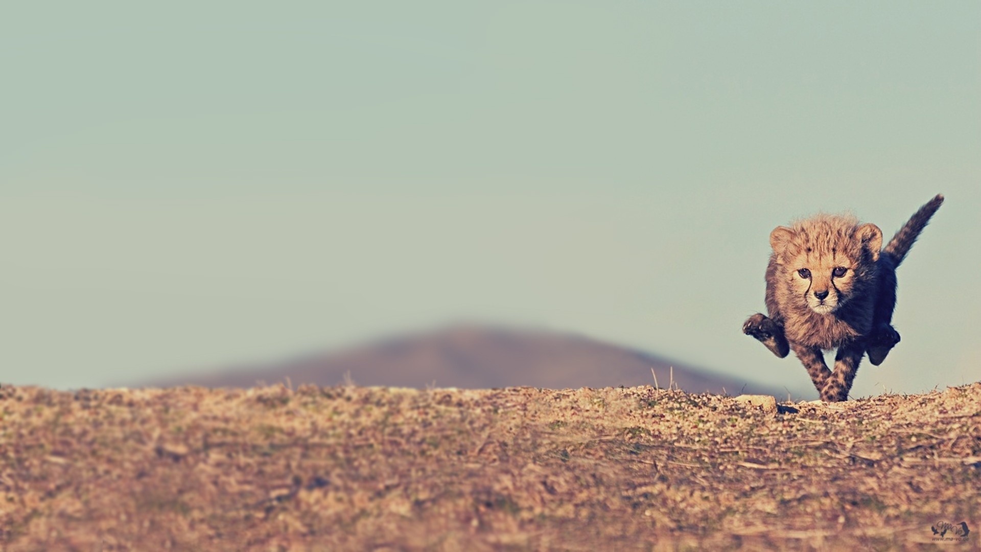 Ghepardo, Cucciolo, Corsa, Savana, 1920x1080, immagine di sfondo