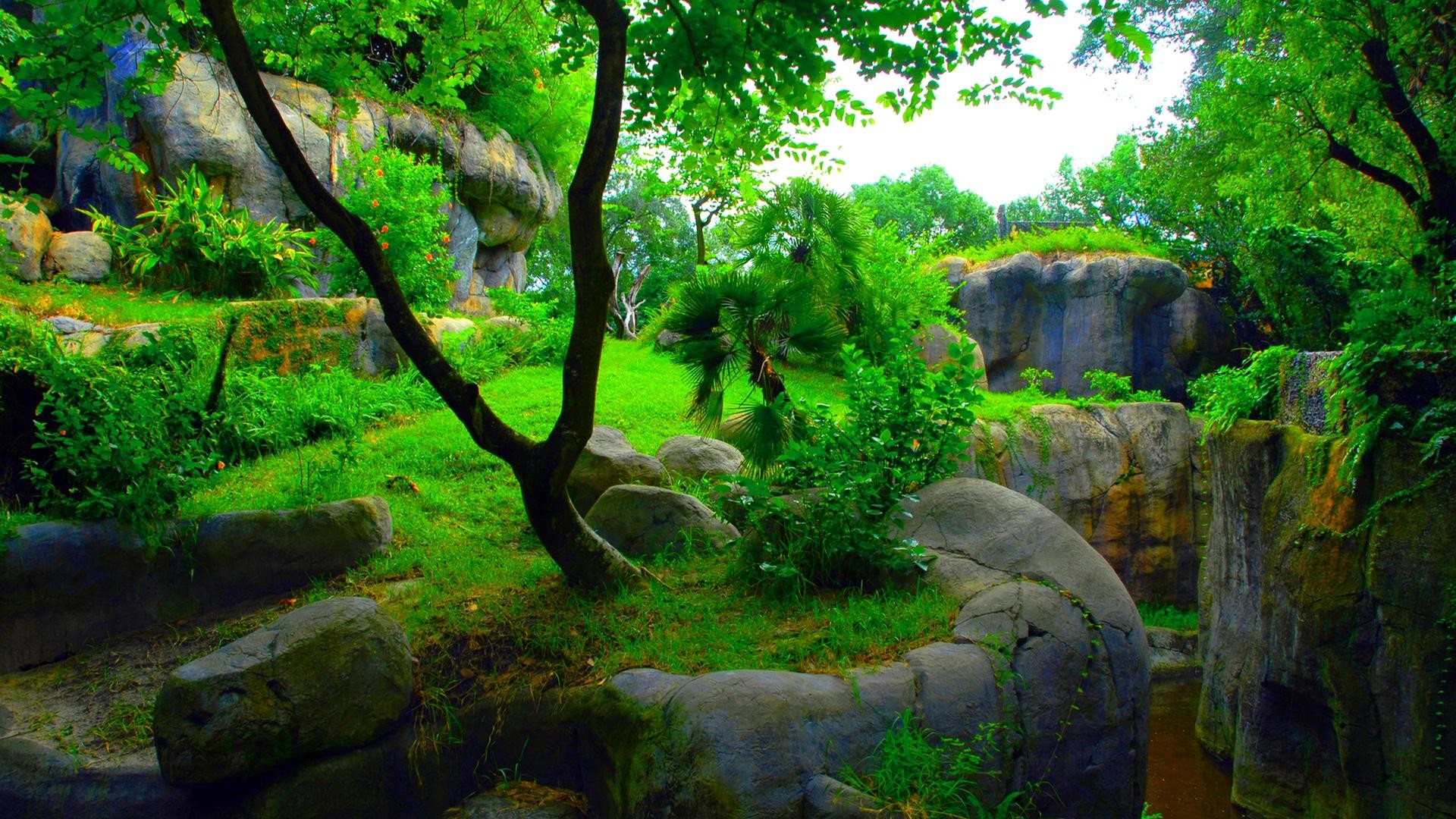 Parco, Albero, Rocce, Verde, Full HD, sfondo Windows 11