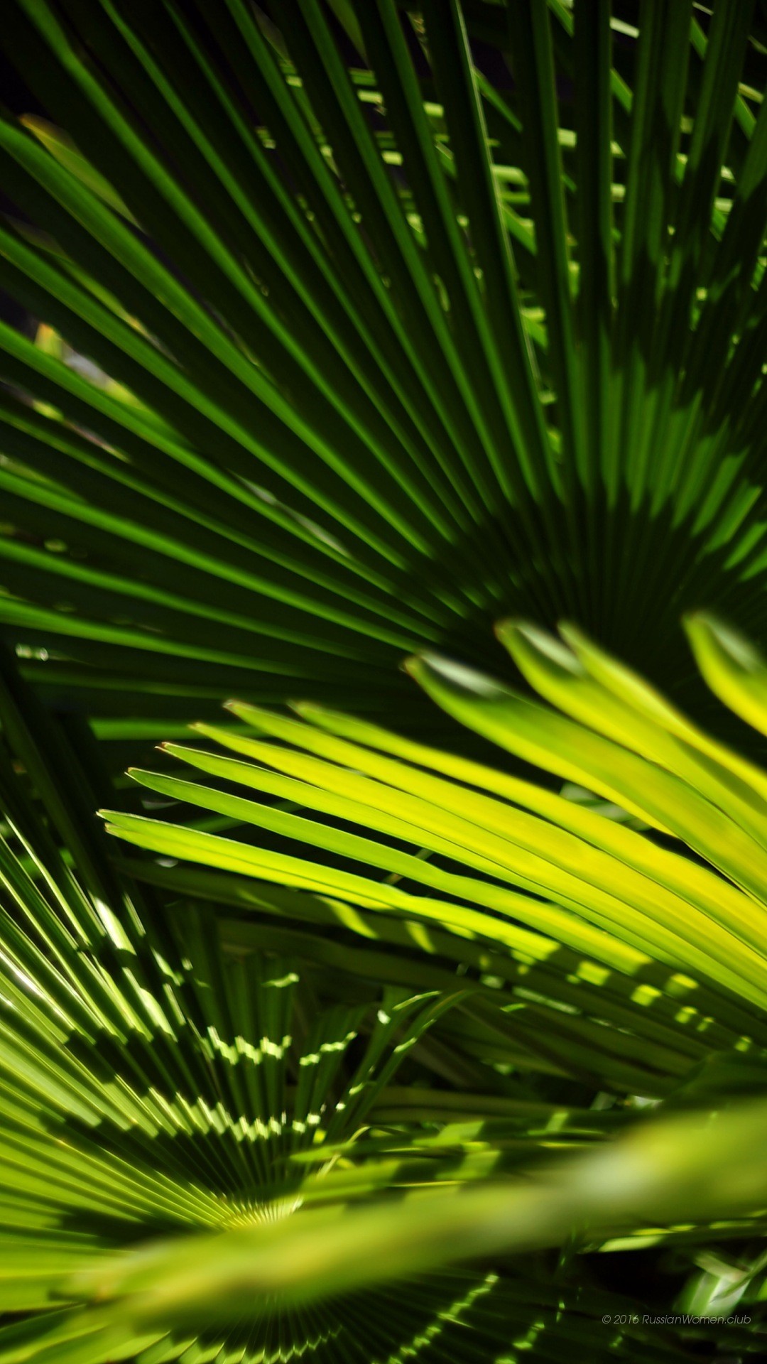 Foglia di palma, Verde, Macro, Tropicale, Full HD, schermata di blocco del cellulare