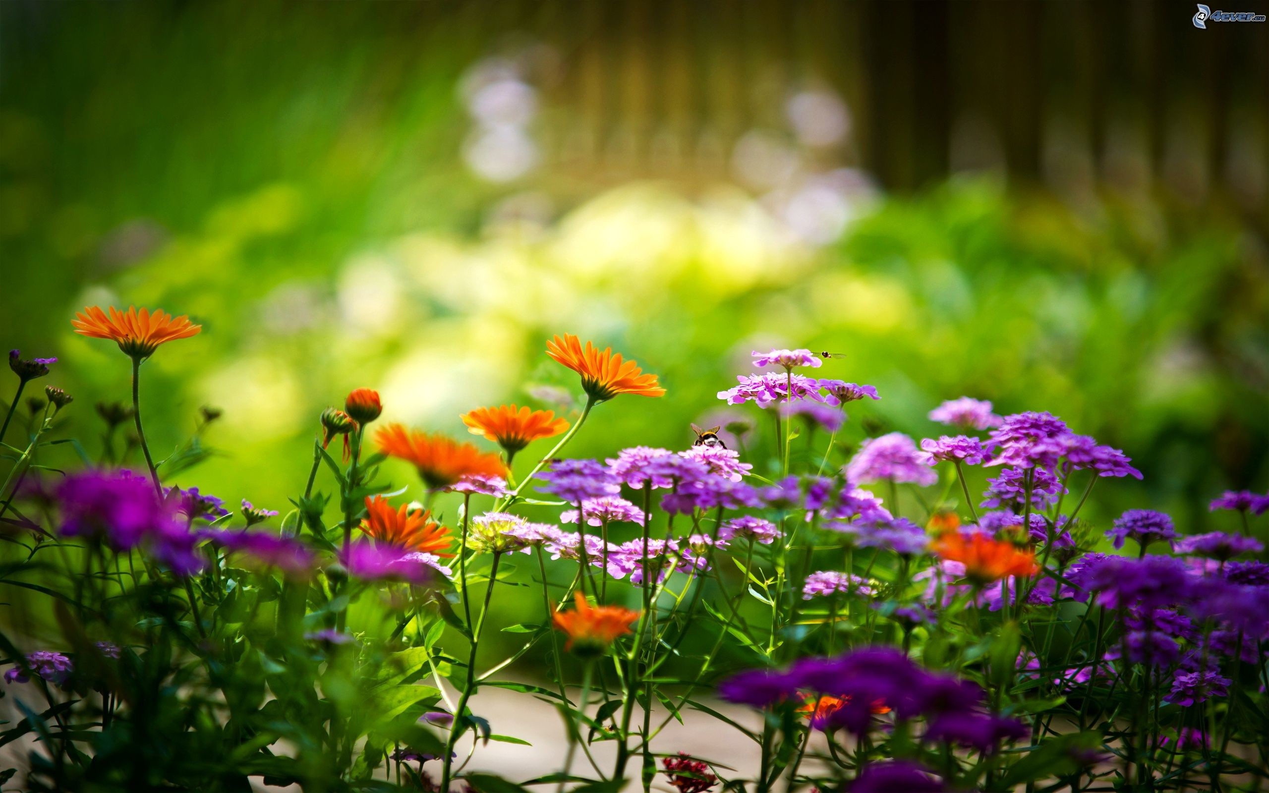 Fiori di campo, Bokeh, Giardino, Primavera, 2K, sfondo per desktop