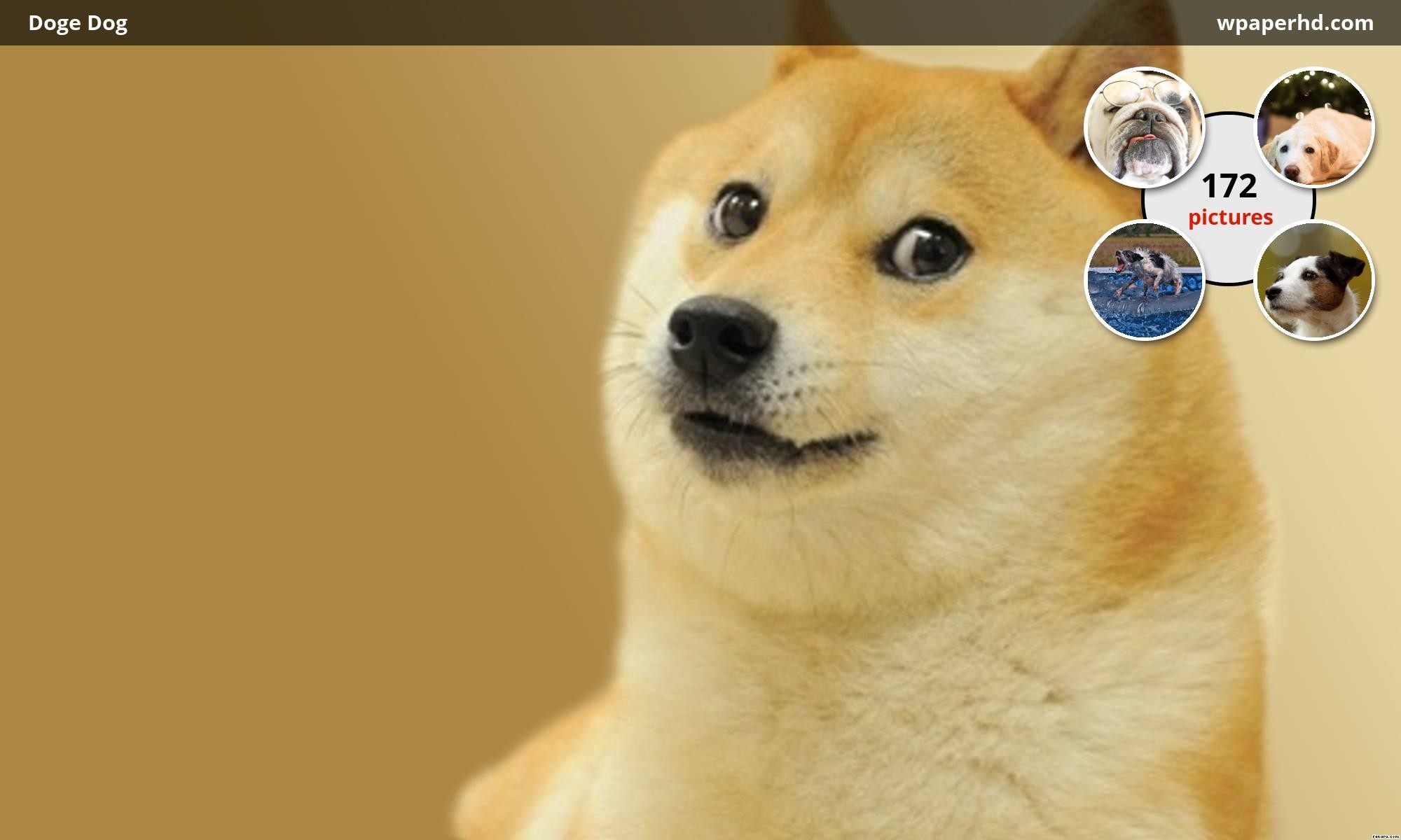 Doge, Kabosu, Shiba Inu, Primo piano, Full HD, sfondo per PC e portatile