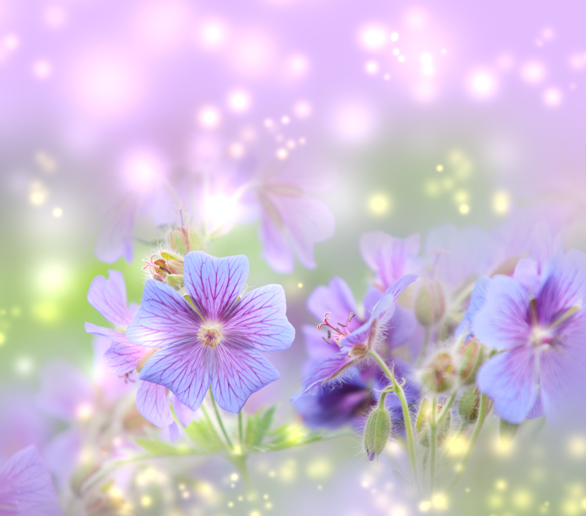Gerani selvatici, Fiori viola, Bokeh, Toni pastello, Full HD, sfondo per iPad e tablet