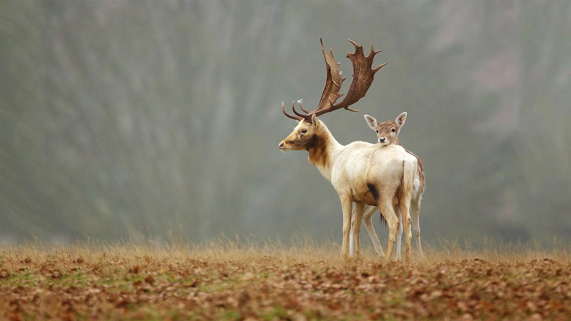 Daino bianco, Daino, Cerbiatto, Prato autunnale, 16:9 Full HD, wallpaper widescreen