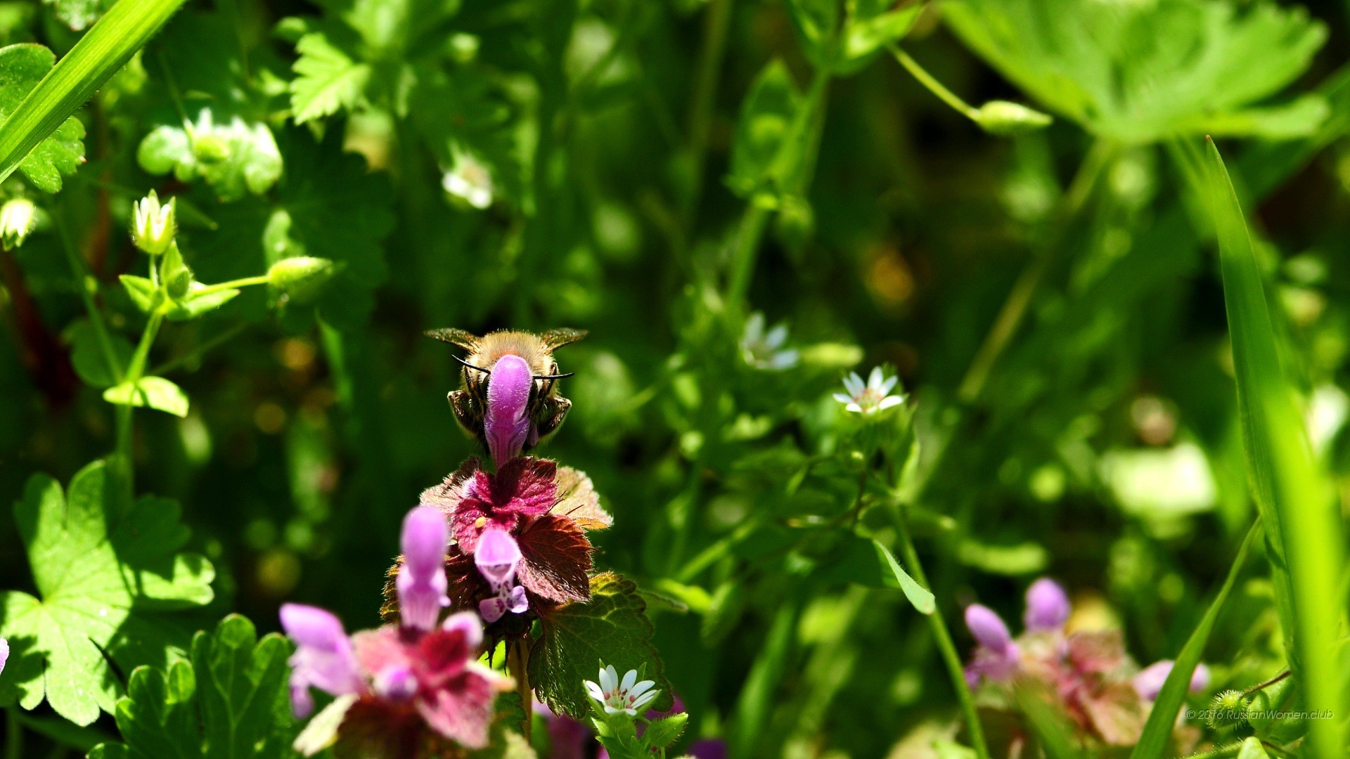 Fiori di lamio, Prato, Primavera, Verde, 16:9 Full HD, sfondo widescreen