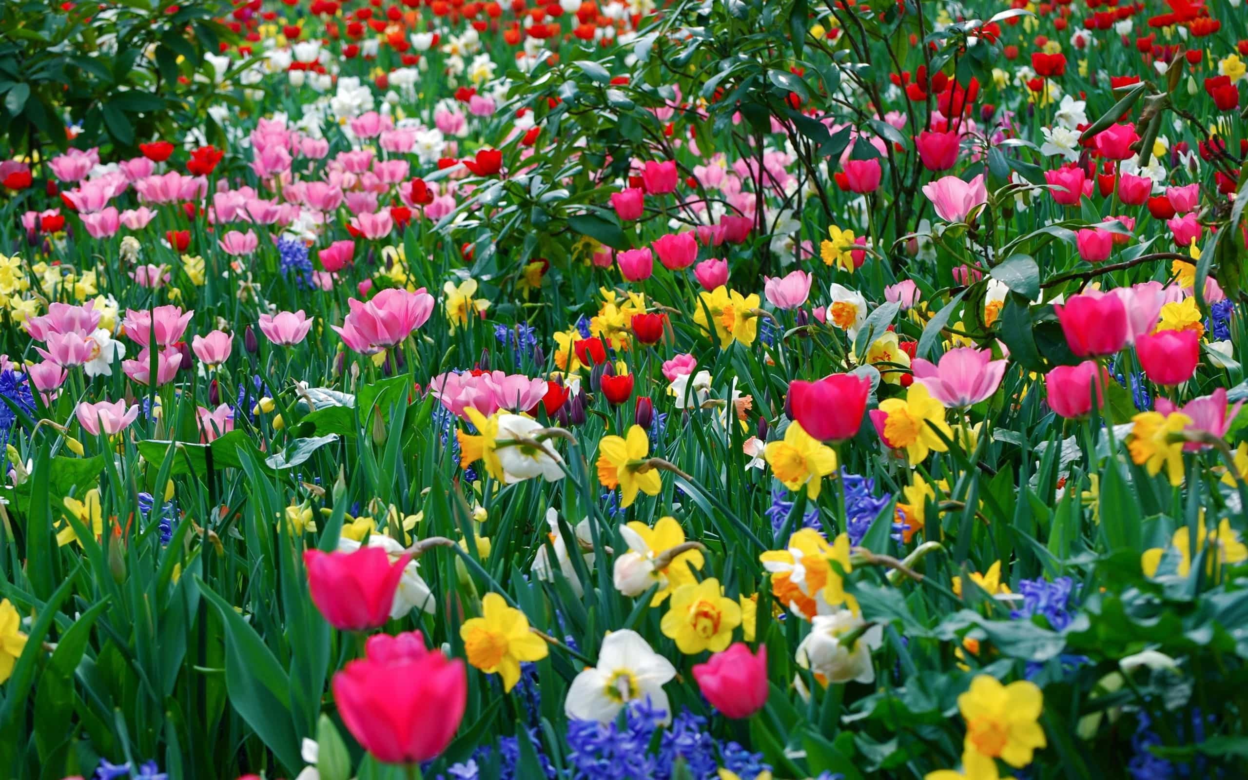 Tulipani, Narcisi, Giardino fiorito, Fiori colorati, Aiuola, 2560x1600, sfondo per PC