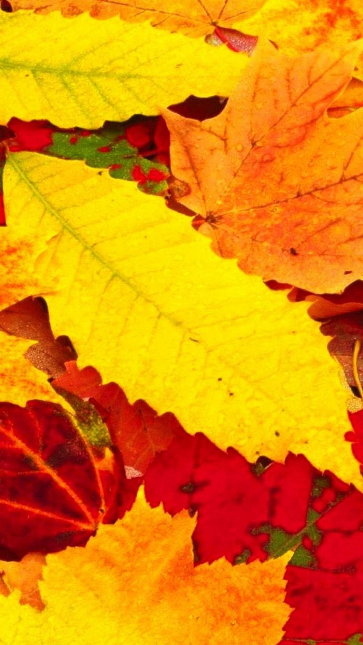 Foglie autunnali, Autunno, Giallo e rosso, sfondo schermata di blocco LG G4