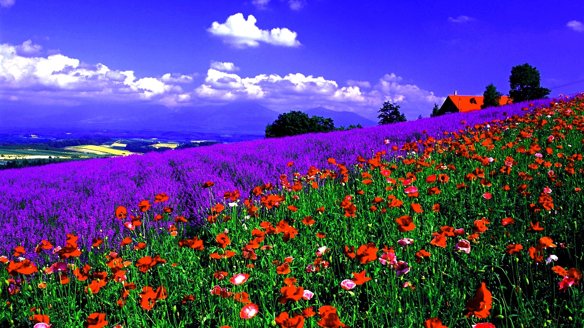 Campo di lavanda, Papaveri, Collina, Cielo blu, 16:9 Full HD, sfondo widescreen