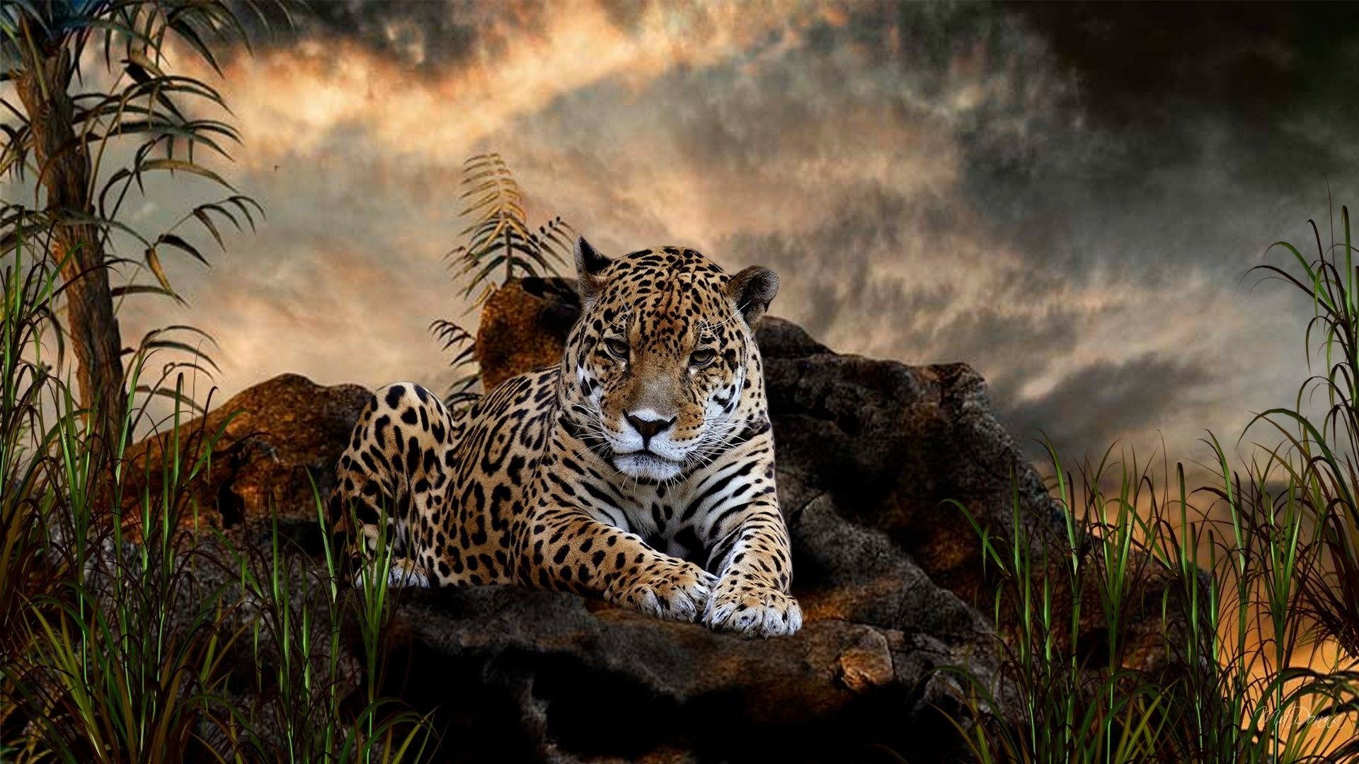 Giaguaro, Rocce, Erba, Felino, Animali selvatici, 1920x1080, wallpaper desktop