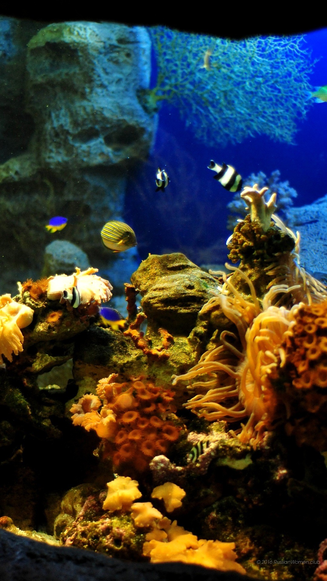 Acquario, Pesce pagliaccio, Barriera corallina, sfondo schermata di blocco Huawei P8