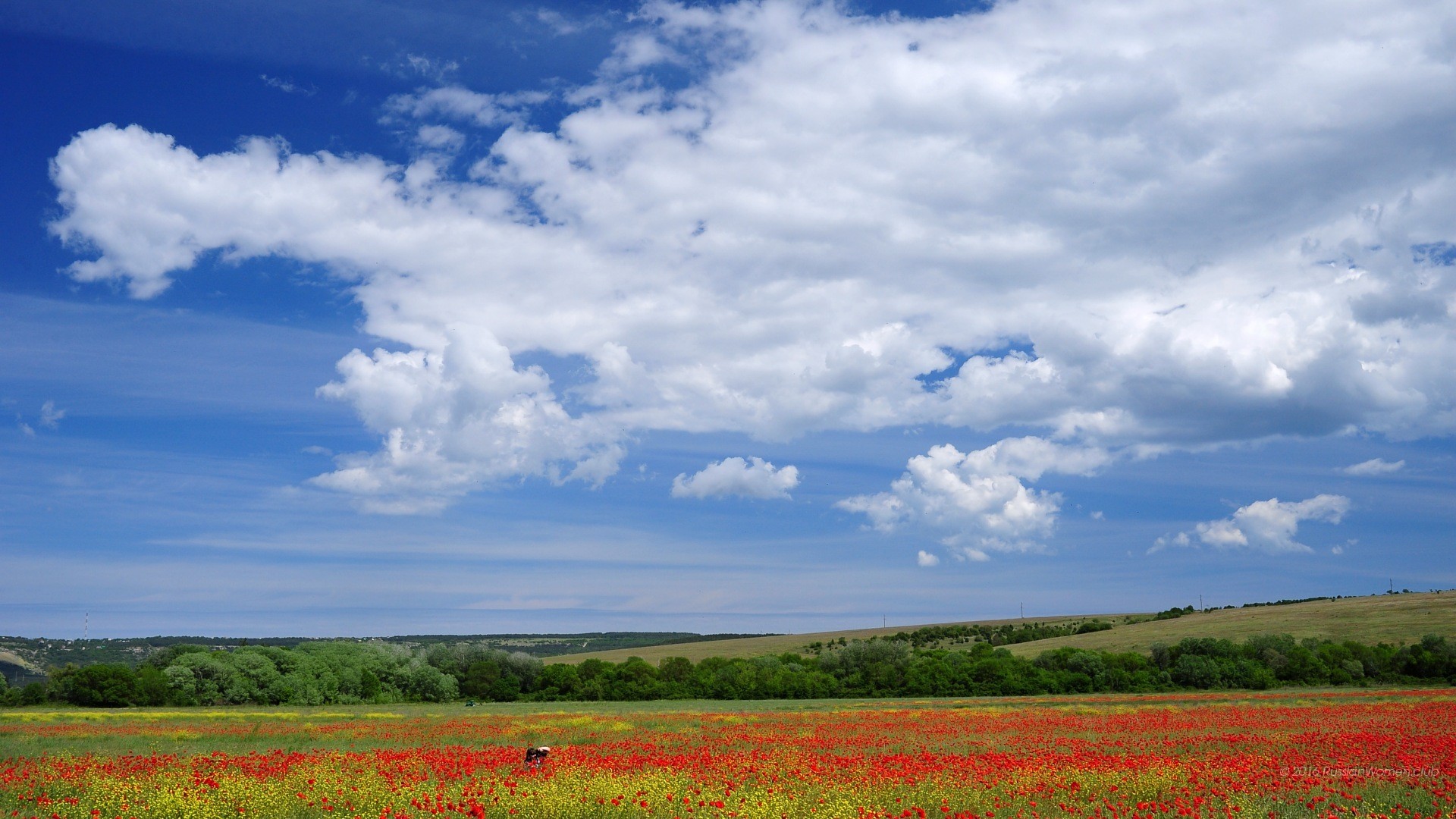 Campo di papaveri, Nuvole, Cielo azzurro, Estate, Full HD, sfondo per PC e portatile