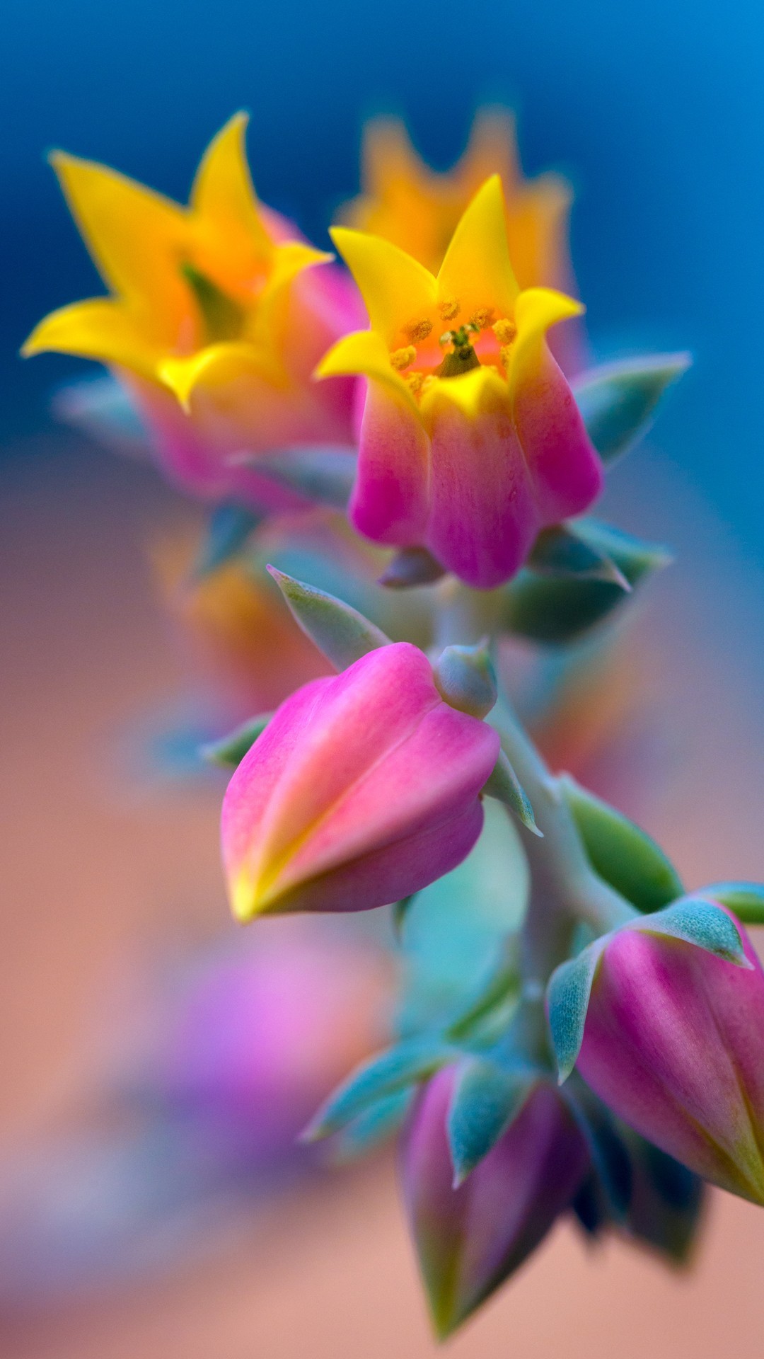 Fiori, Macro, Colori, Full HD, schermata di blocco Huawei