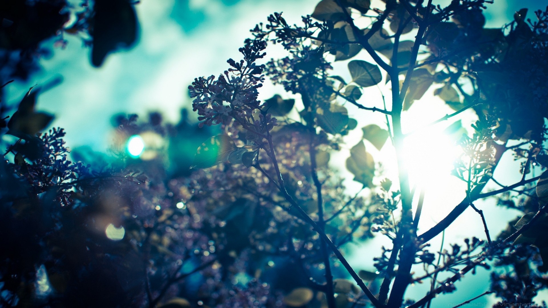 Rami, Luce solare, Bokeh, Toni freddi, Full HD, sfondo per portatile