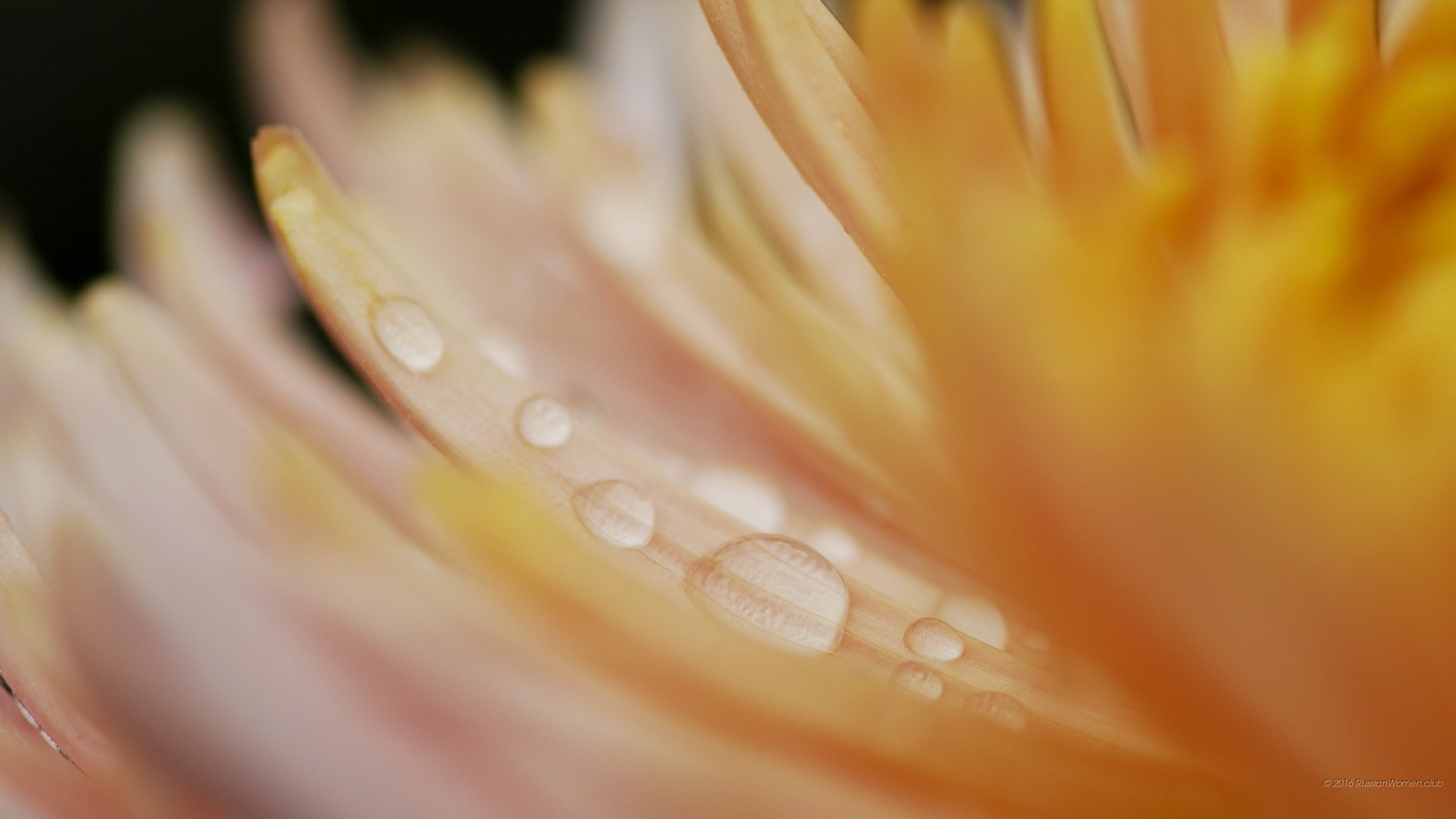 Petali, Gocce d'acqua, Macro, Toni pesca, 2K, wallpaper per portatile