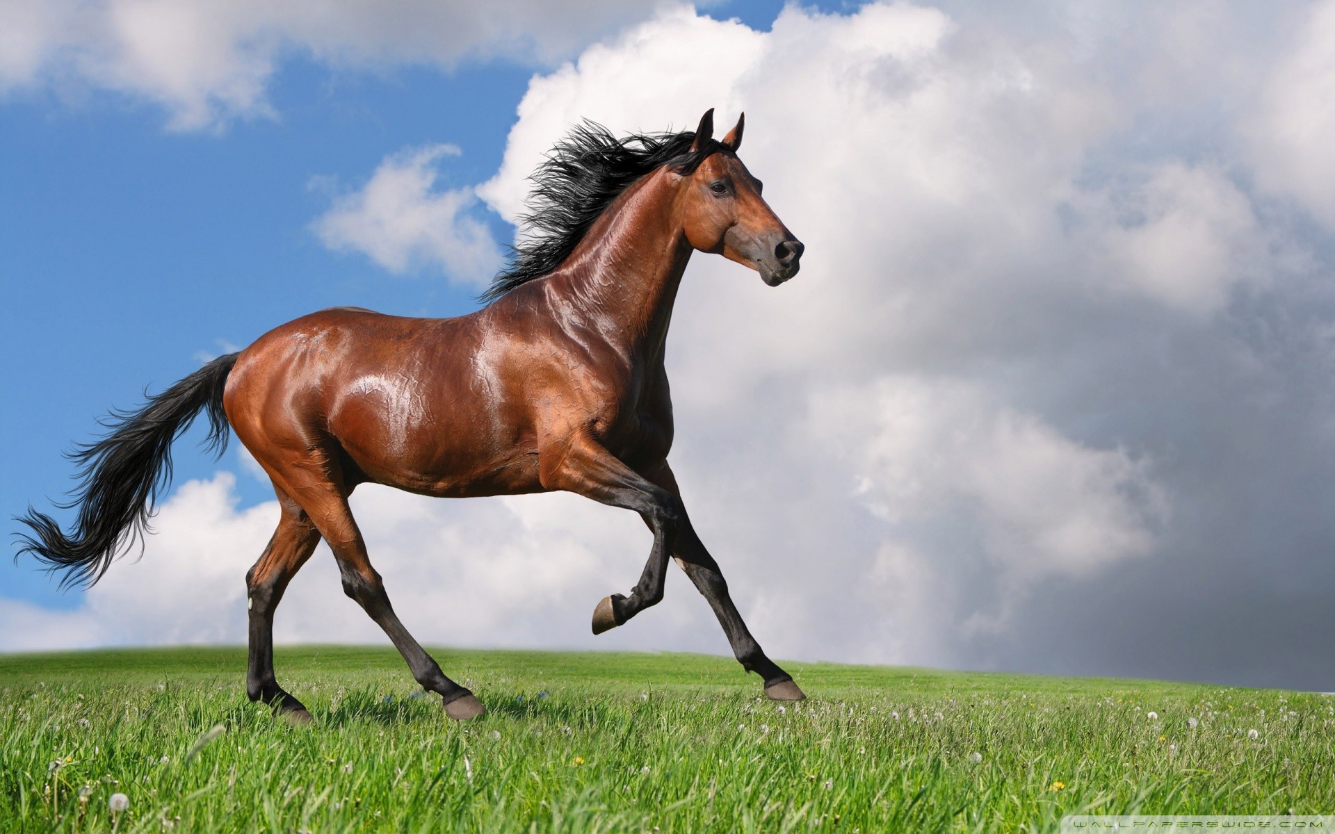 Cavallo baio, Galoppo, Prato, Cielo nuvoloso, 1920x1200, sfondo per PC
