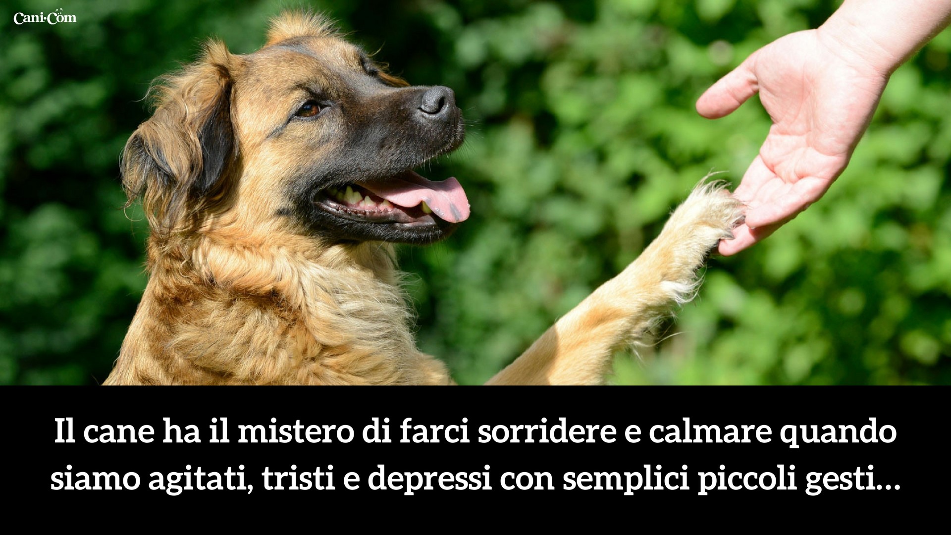 Cane, Zampa e mano, Citazione, Full HD, wallpaper desktop