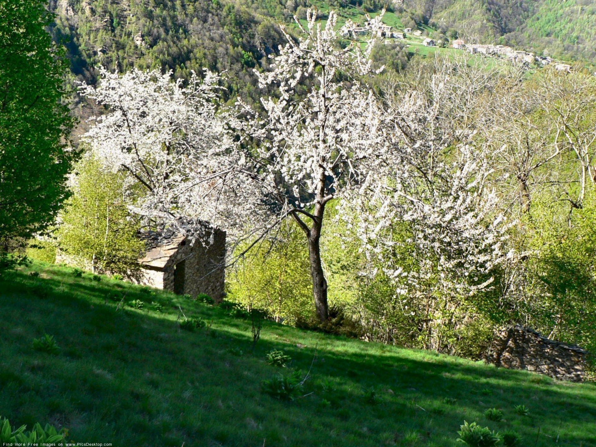Alberi in fiore, Bosco, Prato, Primavera, sfondo per iPad e tablet
