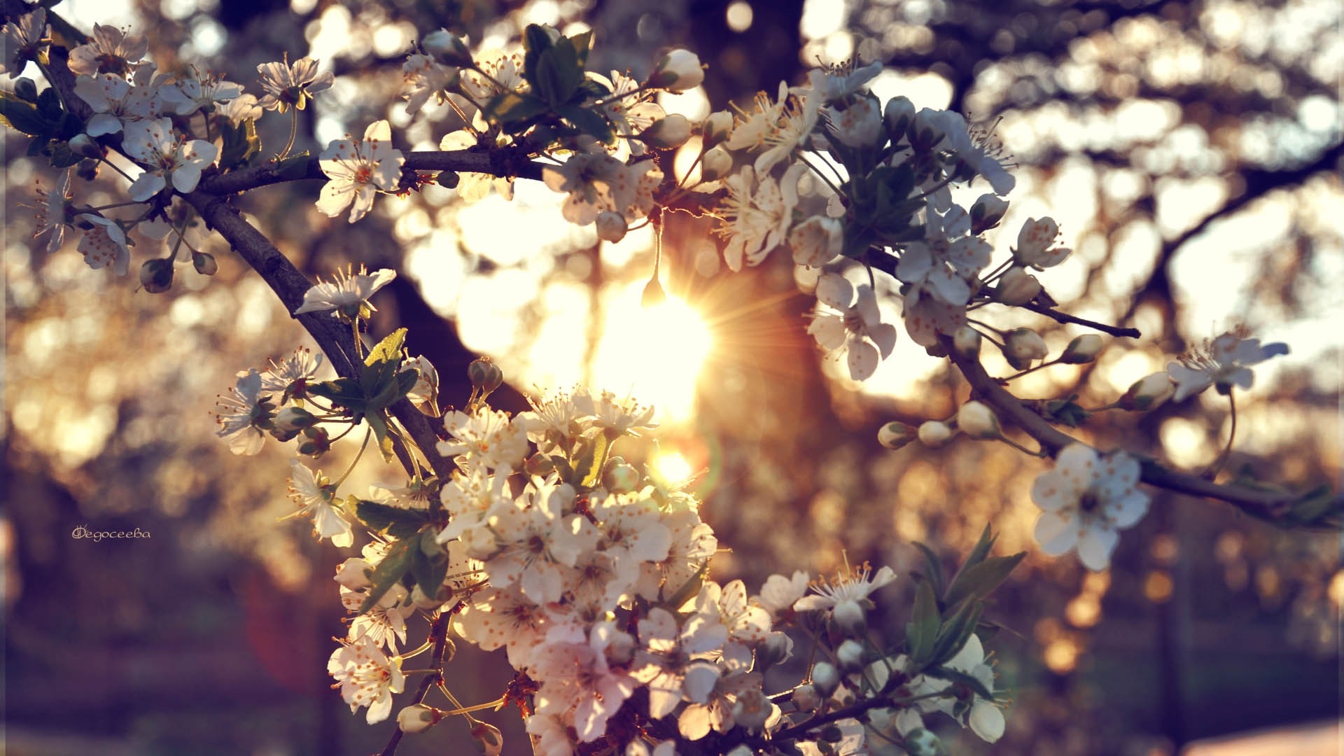 Fiori di ciliegio, Primavera, Luce del sole, Bokeh, Full HD, sfondo Windows 11