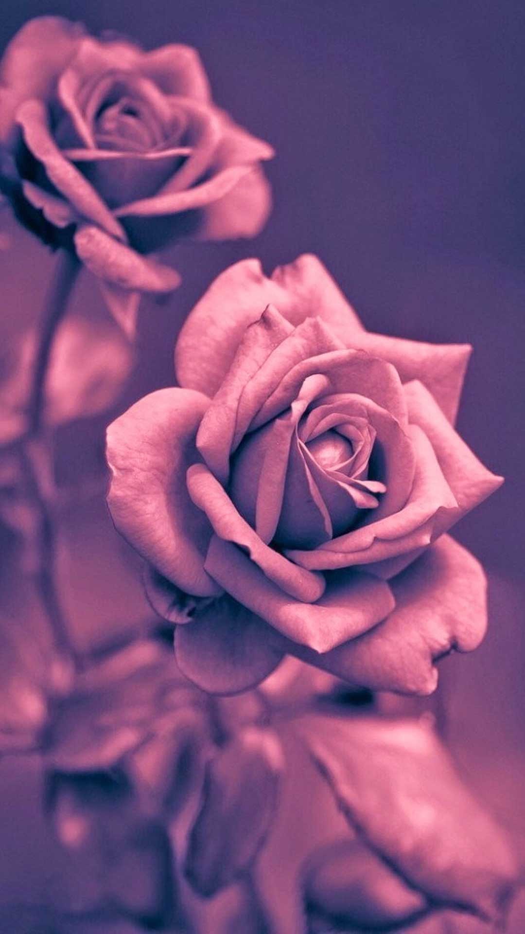 Rose, Rosa, Fiori, Full HD, wallpaper per smartphone