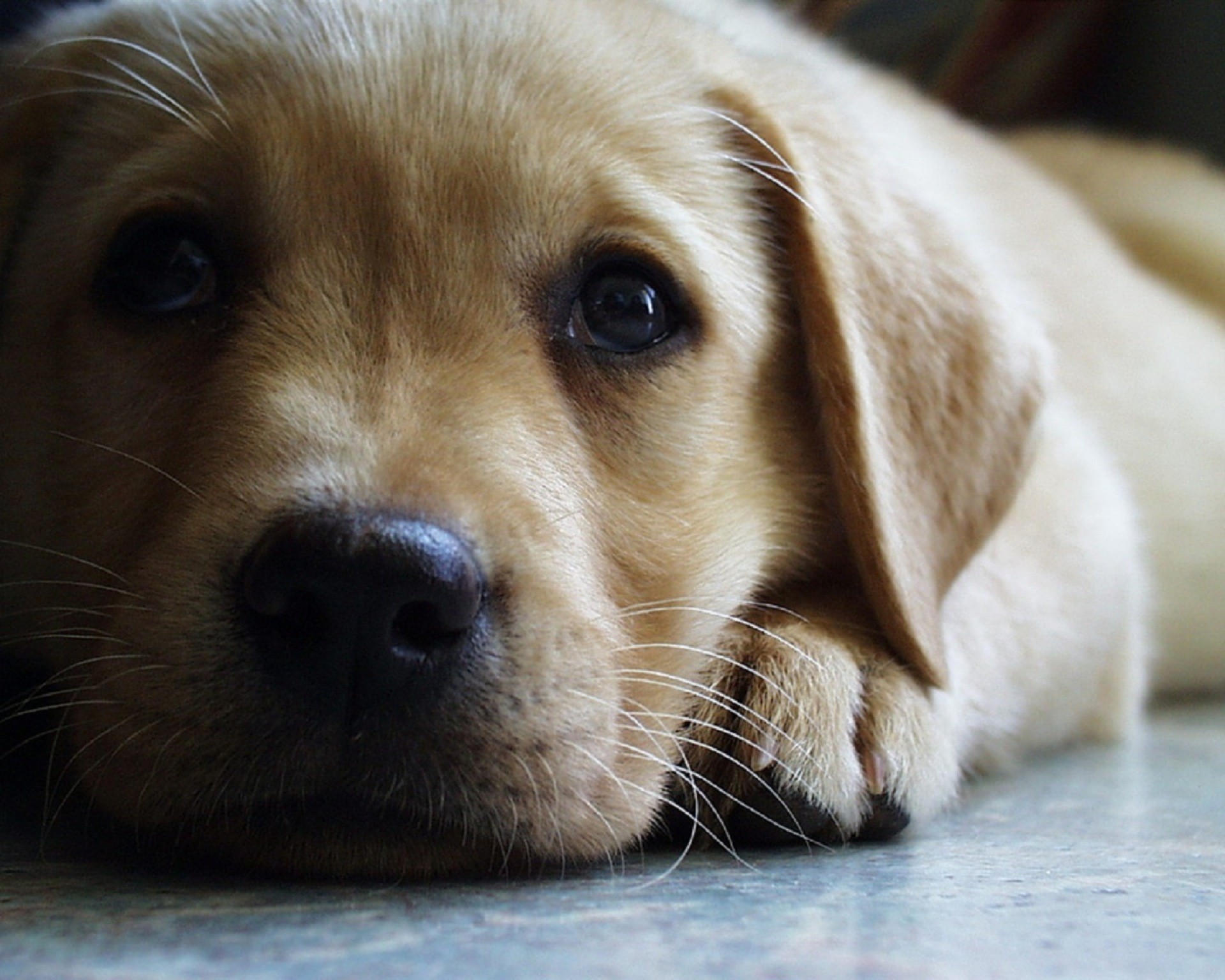 Cucciolo, Labrador Retriever, Cane, Primo piano, Full HD, wallpaper per computer