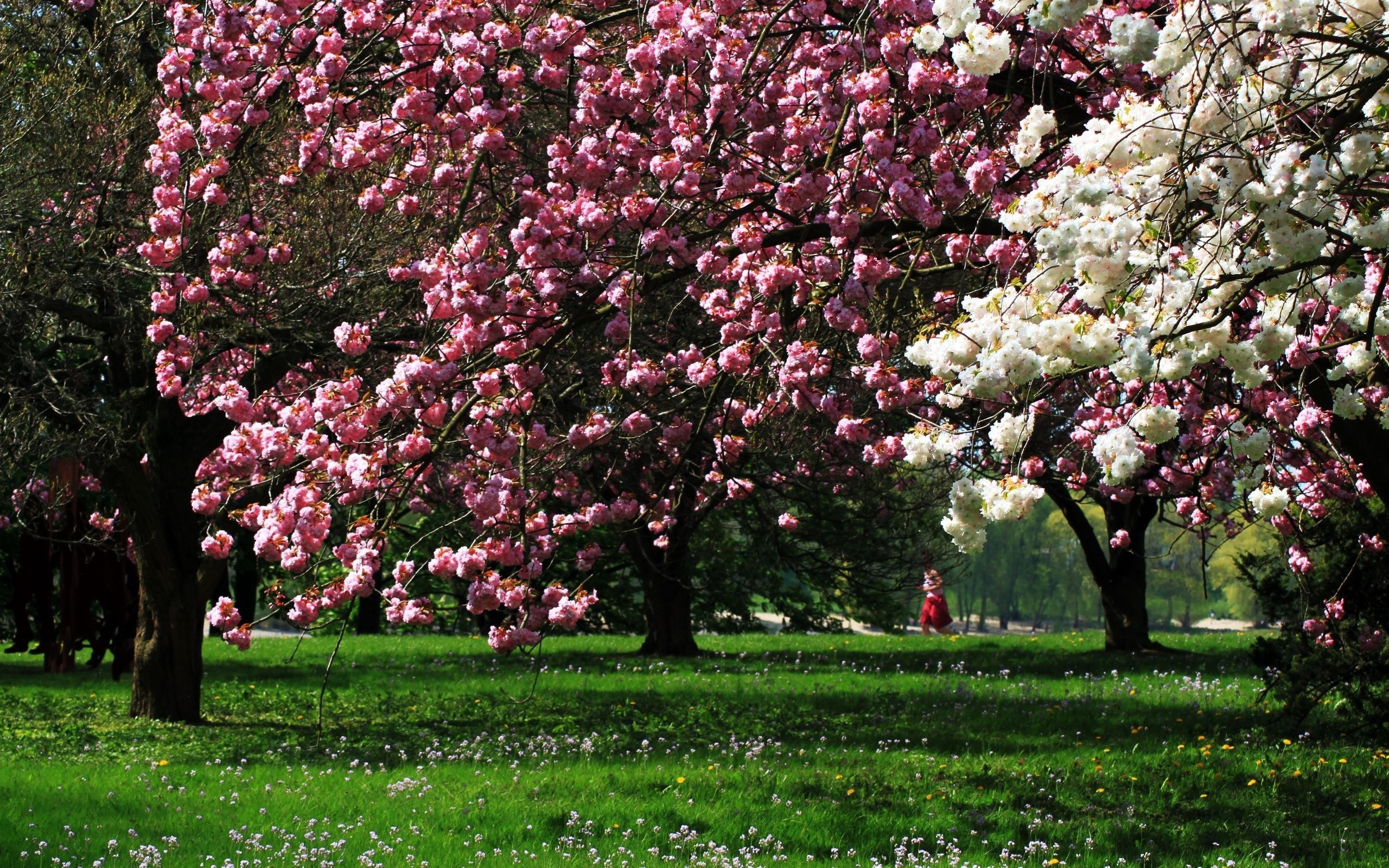 Alberi in fiore, Ciliegi in fiore, Parco, Prato, Fioritura rosa, wallpaper Windows 11