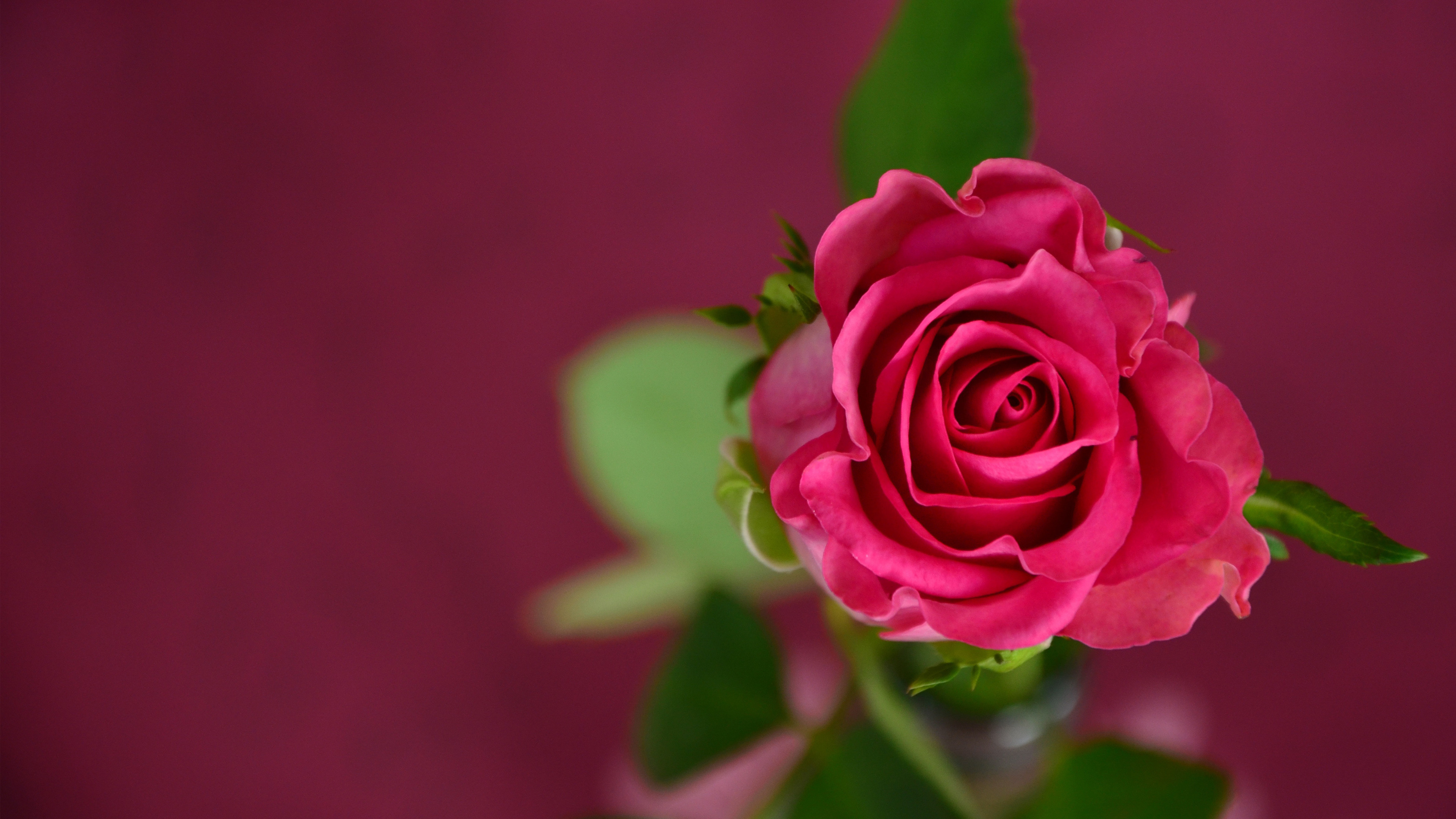 Rosa rossa, Foglie, Sfondo bordeaux, Fiore, Primo piano, 4K, wallpaper per PC