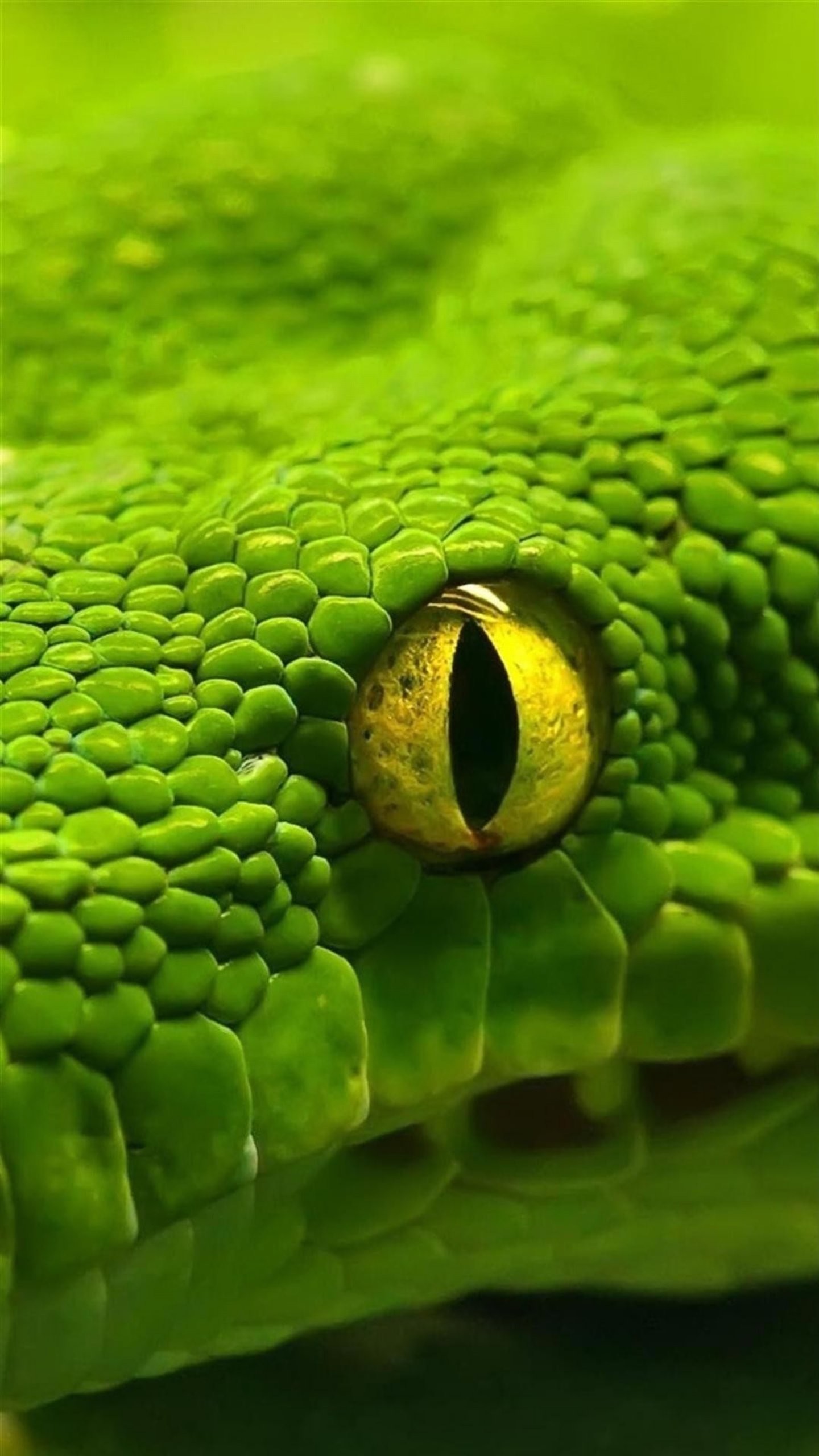 Serpente verde, Occhio, Macro, QHD+, sfondo per smartphone