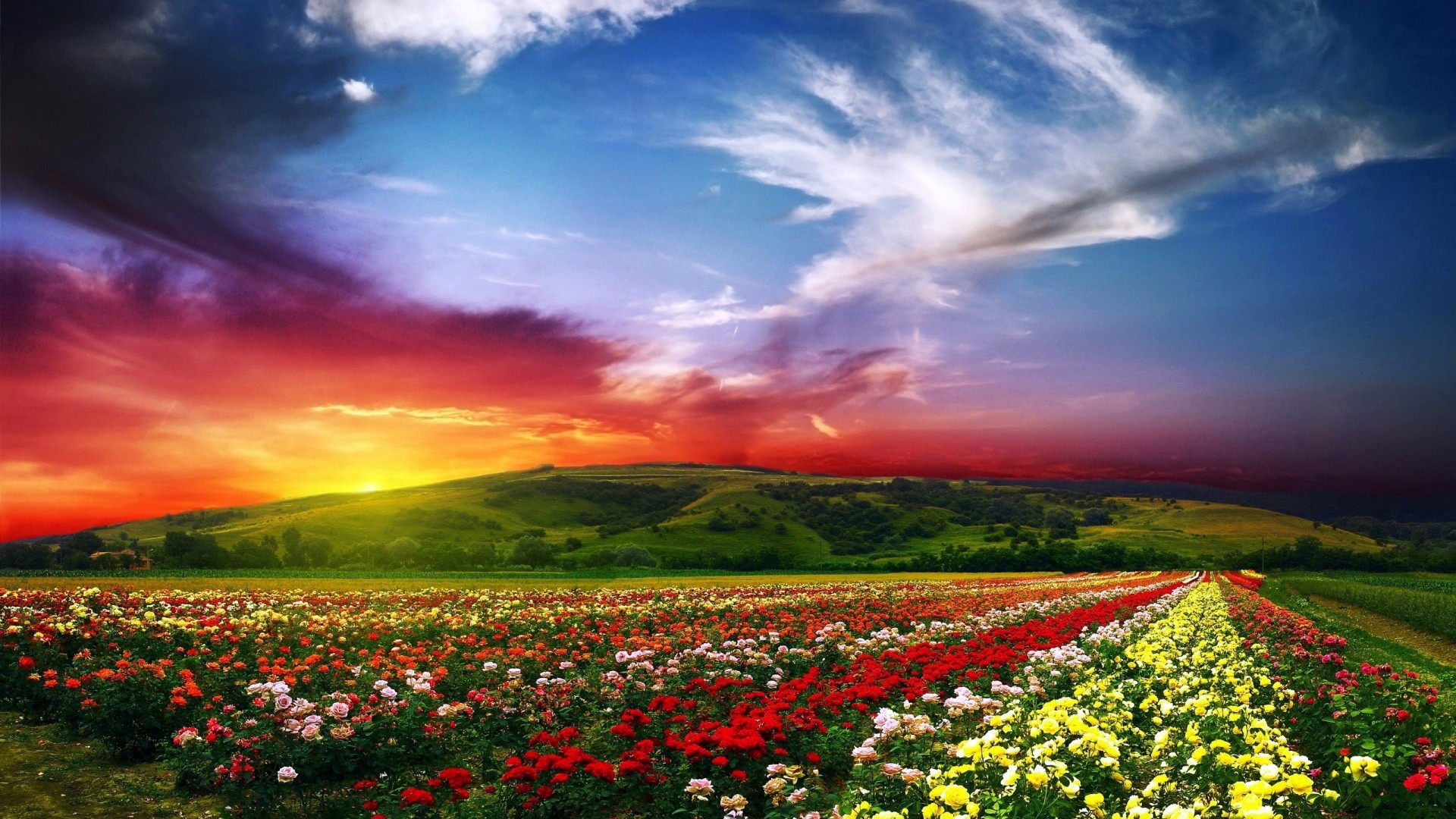 Campo di fiori, Tramonto, Colline, 16:9 Full HD, sfondo widescreen