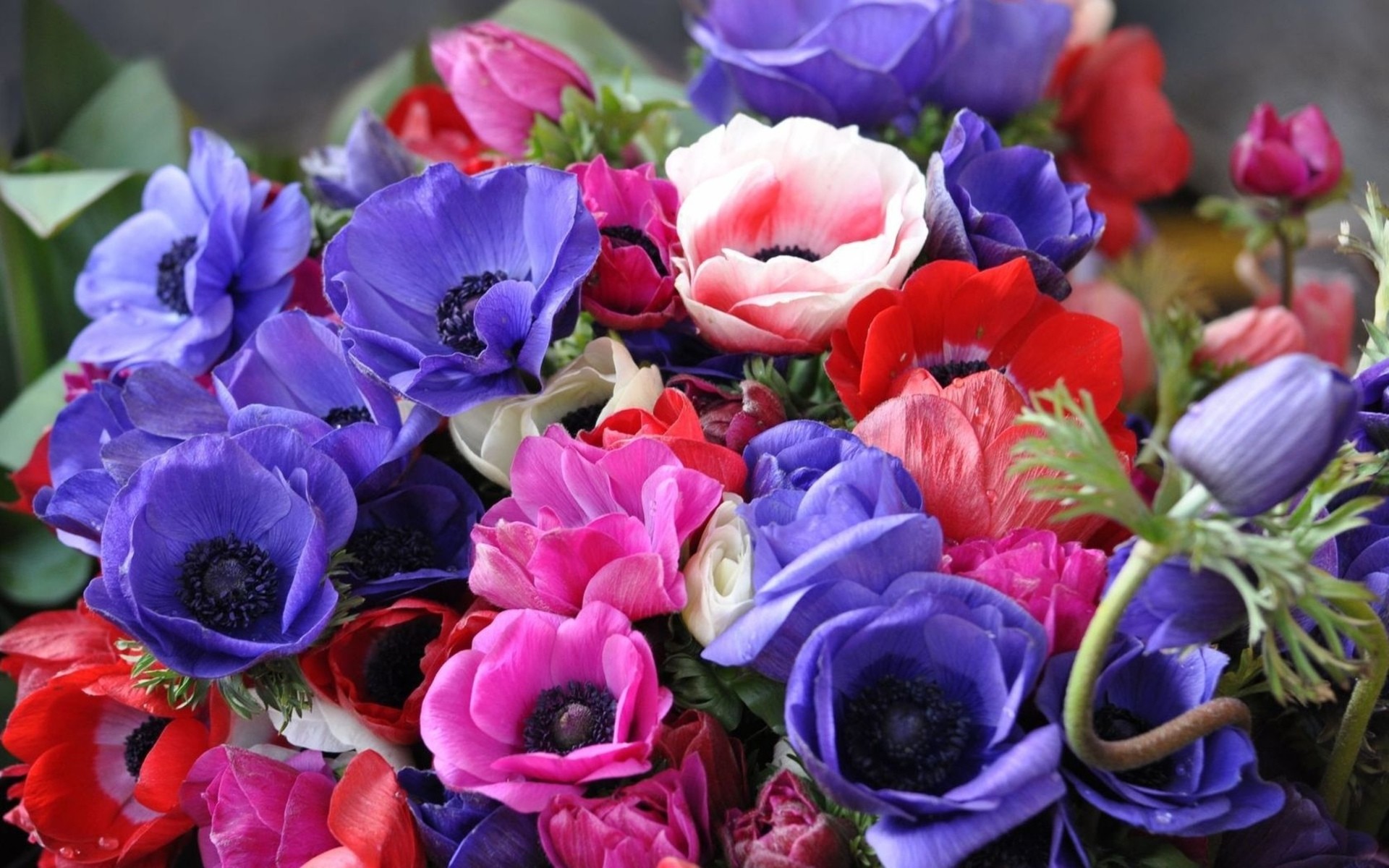 Anemoni, Bouquet, Viola, Rosso, sfondo per desktop