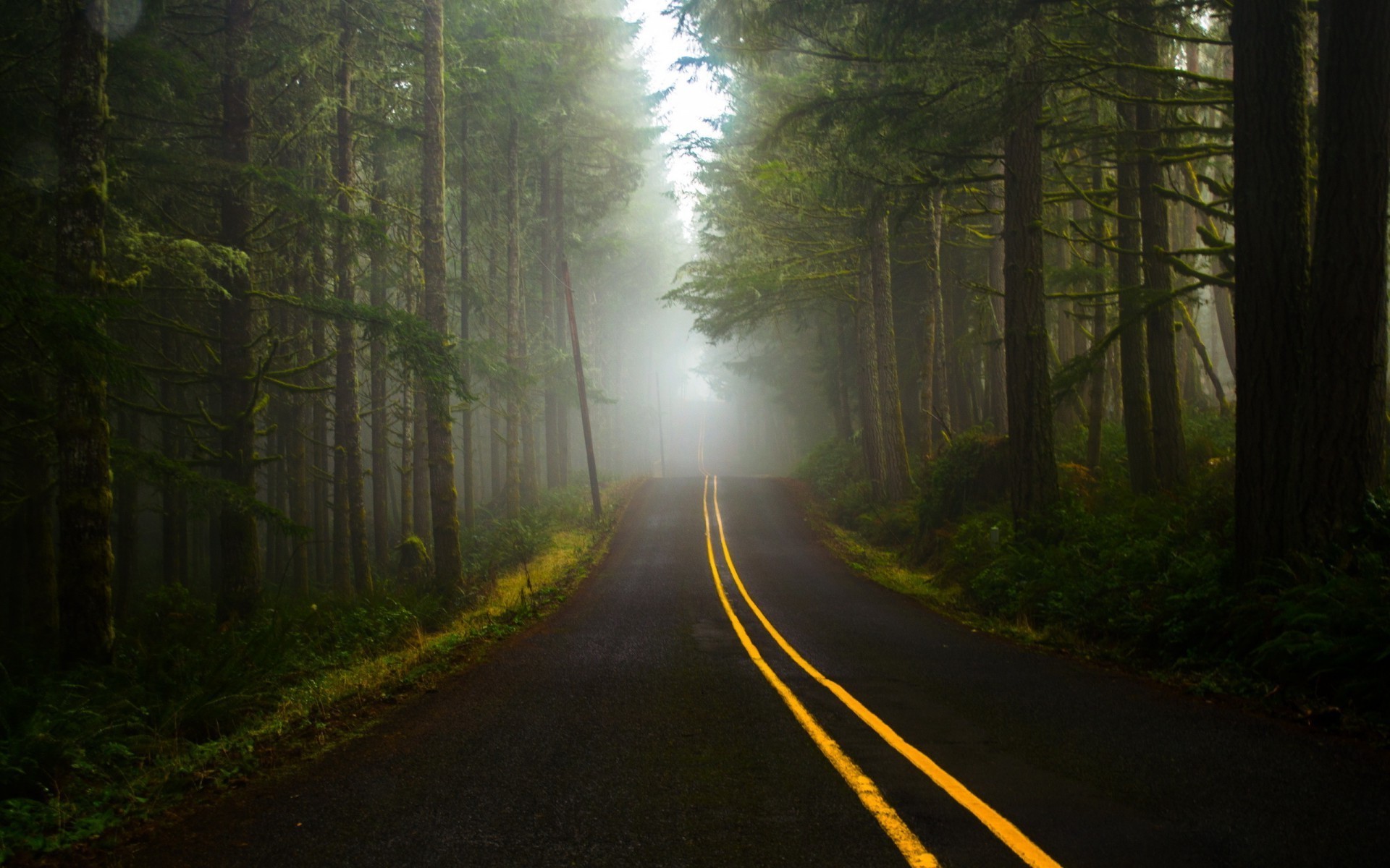 Strada nel bosco, Nebbia, Foresta di conifere, Strisce gialle, 1920x1200, sfondo per PC