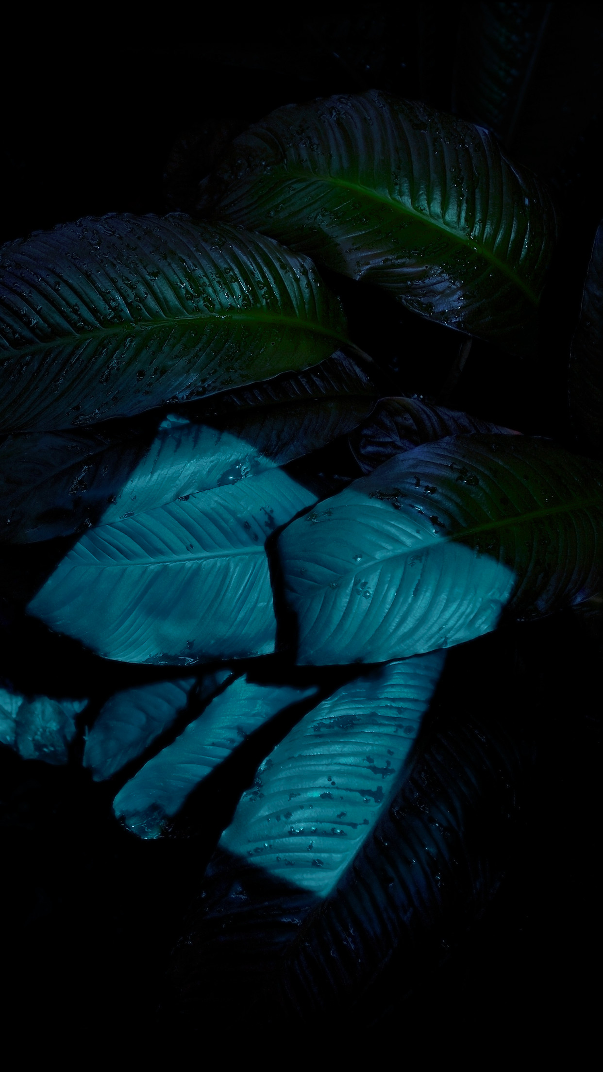 Foglie, Piante tropicali, Sfondo scuro, Full HD, schermata di blocco del cellulare