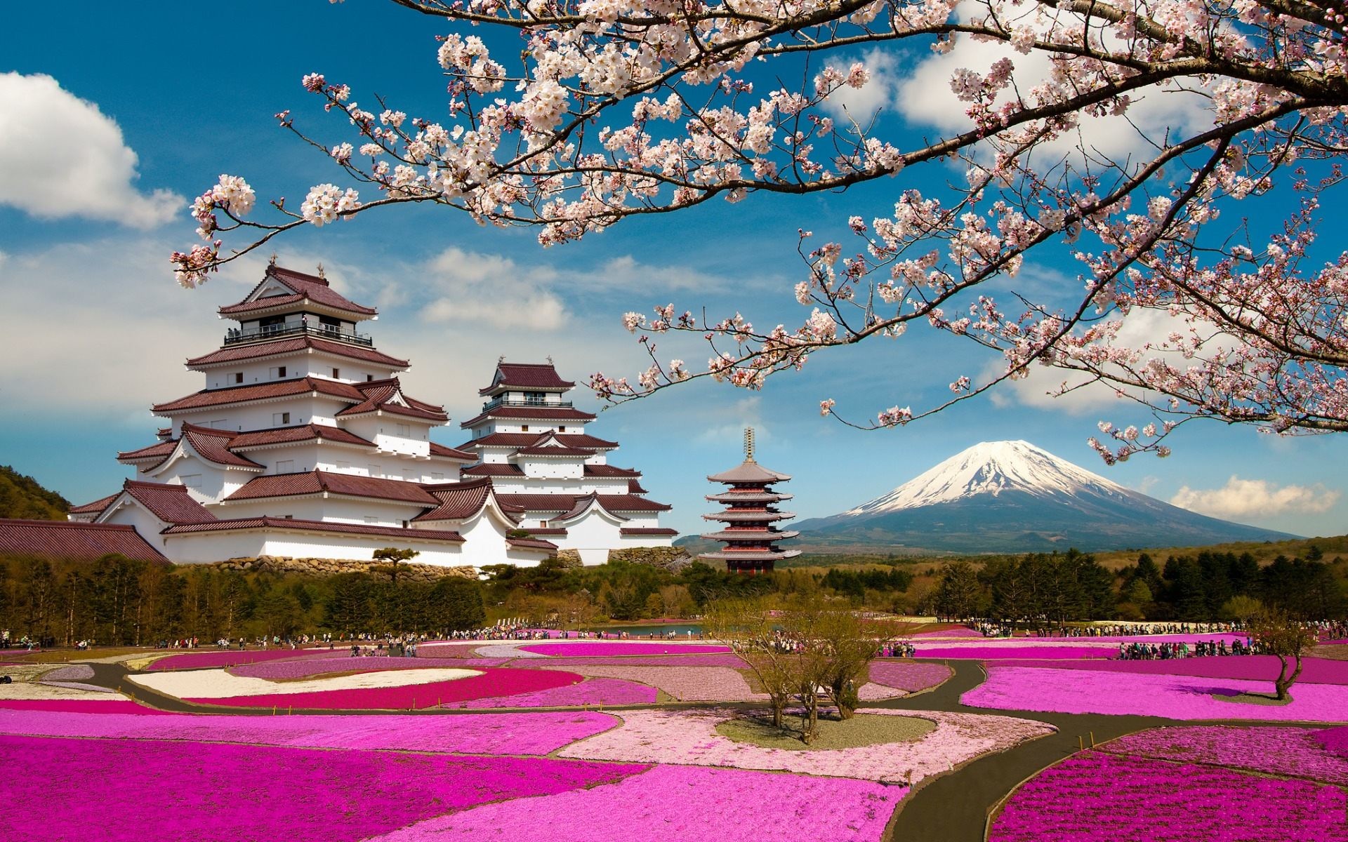 Monte Fuji, Castello giapponese, Giappone, Ciliegi in fiore, Shibazakura, sfondo 1920x1200 per PC