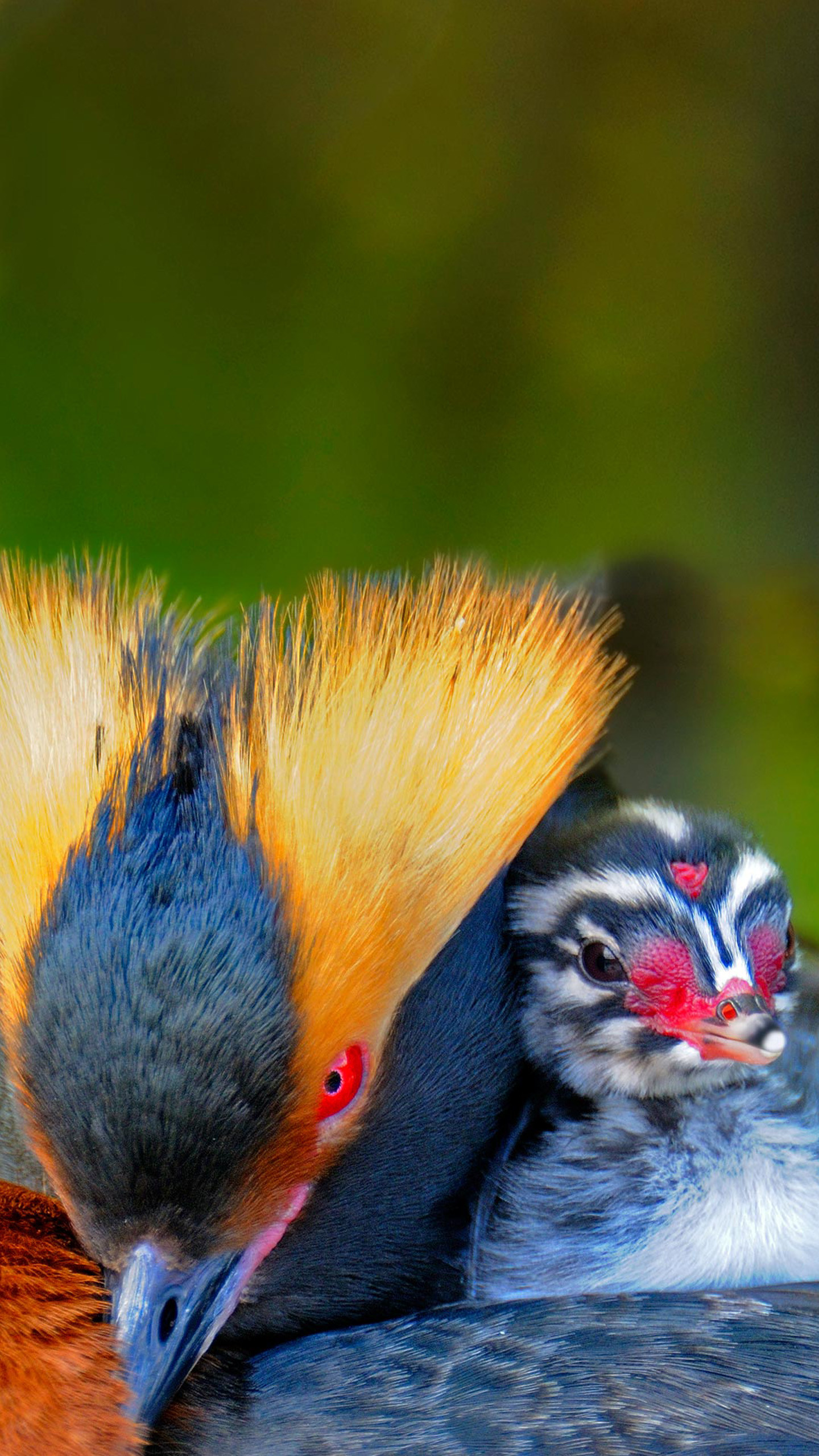 Svasso, Uccello, Piume, Natura, wallpaper per iPhone e Android